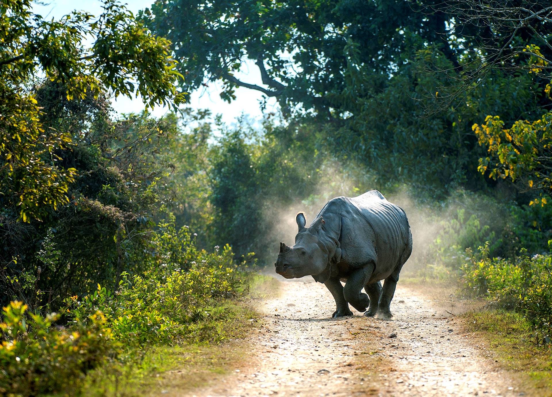 India’s Prehistoric Unicorns: The Rhinos of Kaziranga