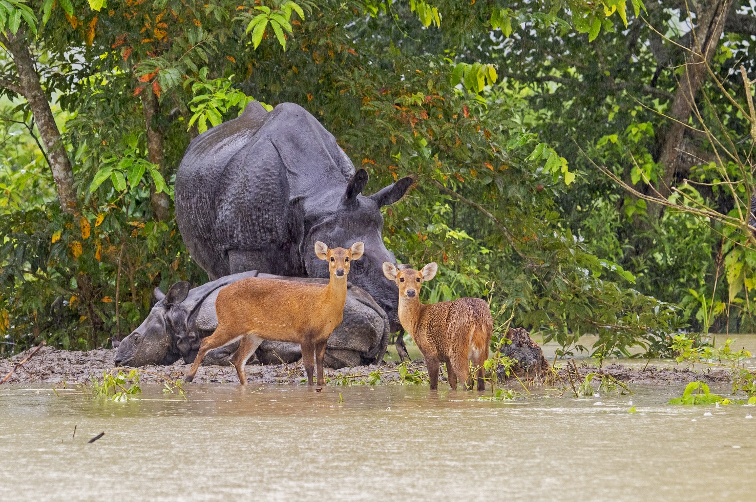 When the Big Flood Came to Kaziranga