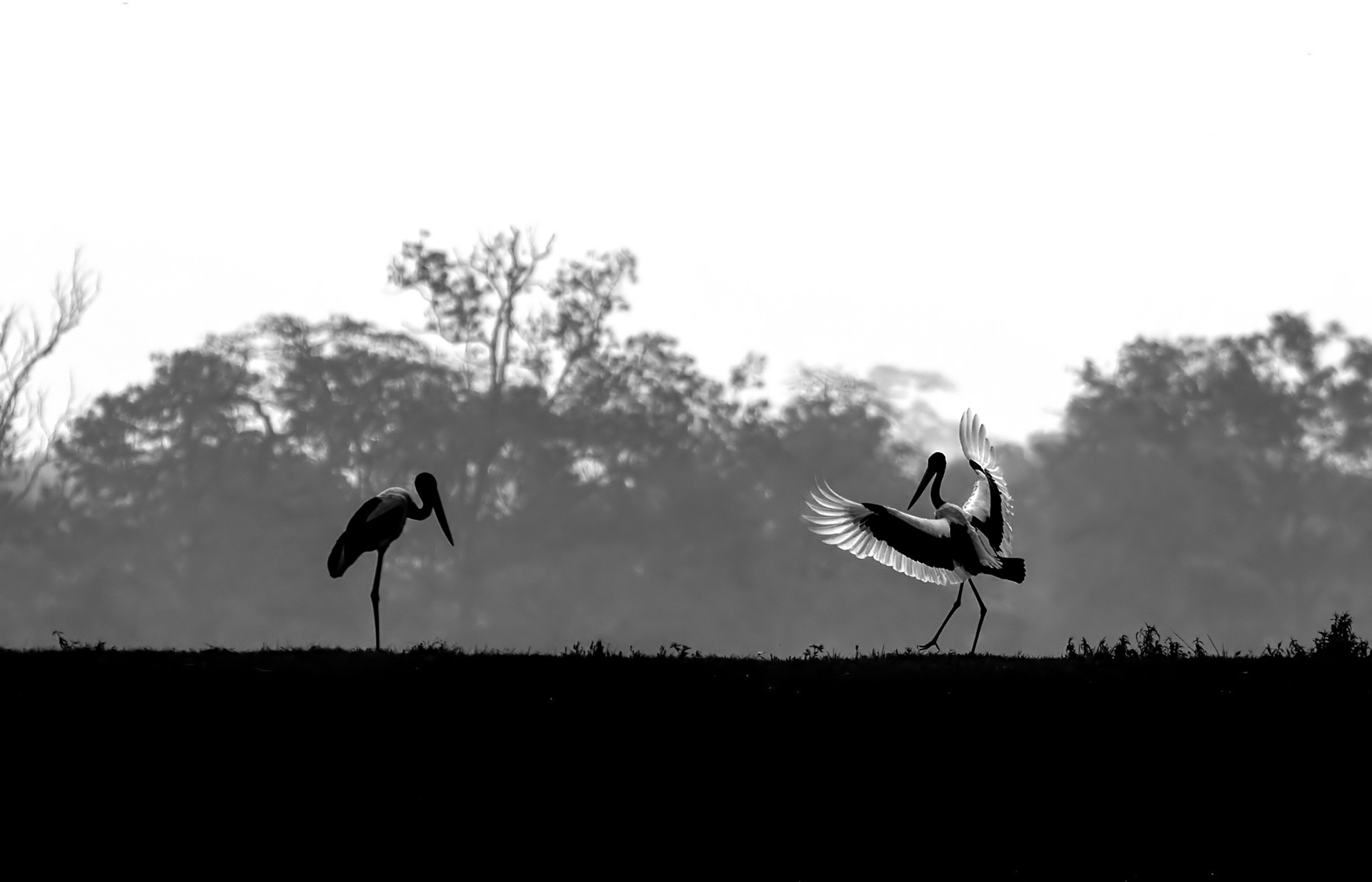 Black-necked Stork: Silent Resident of the Marshes