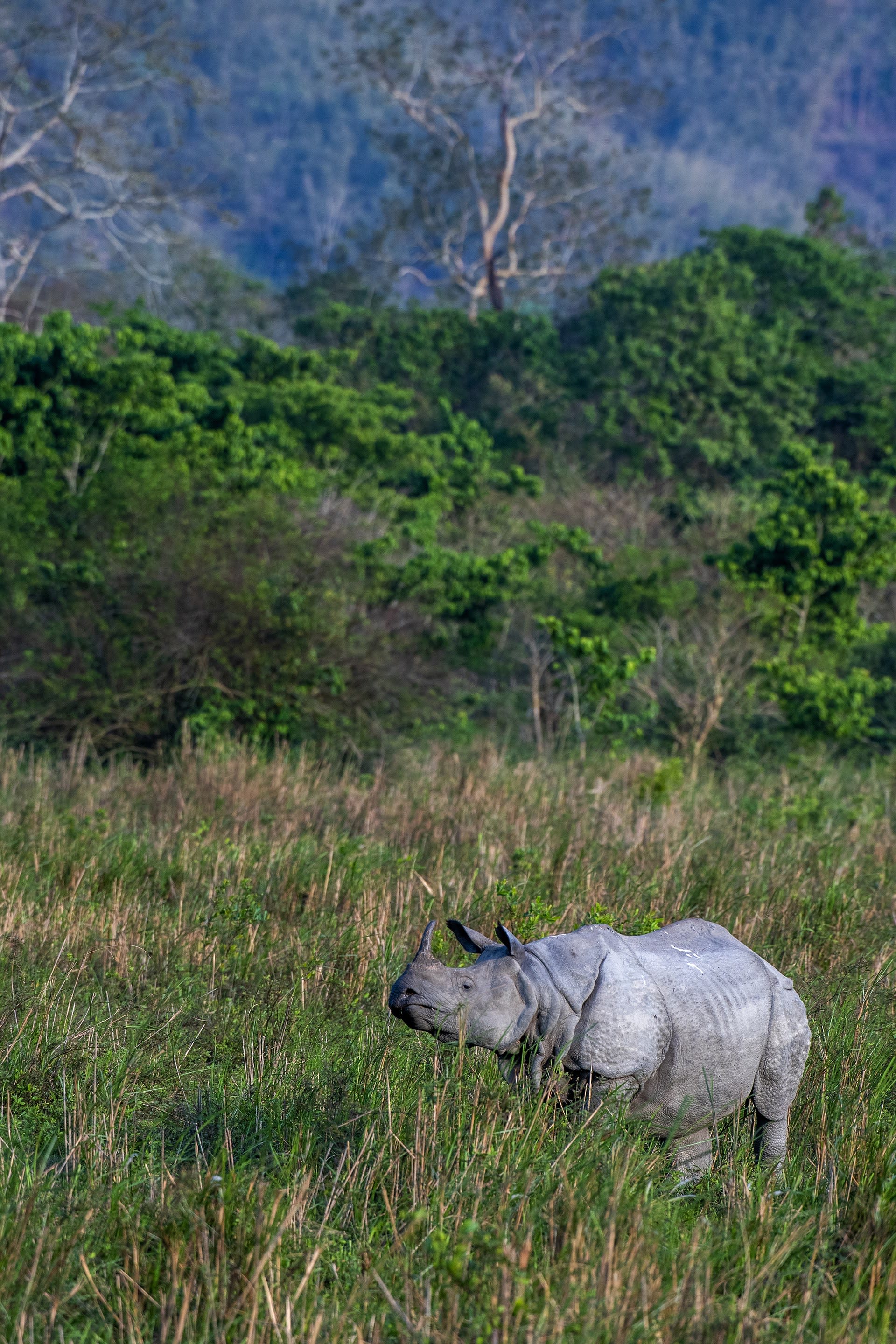 Rhinos Without Borders