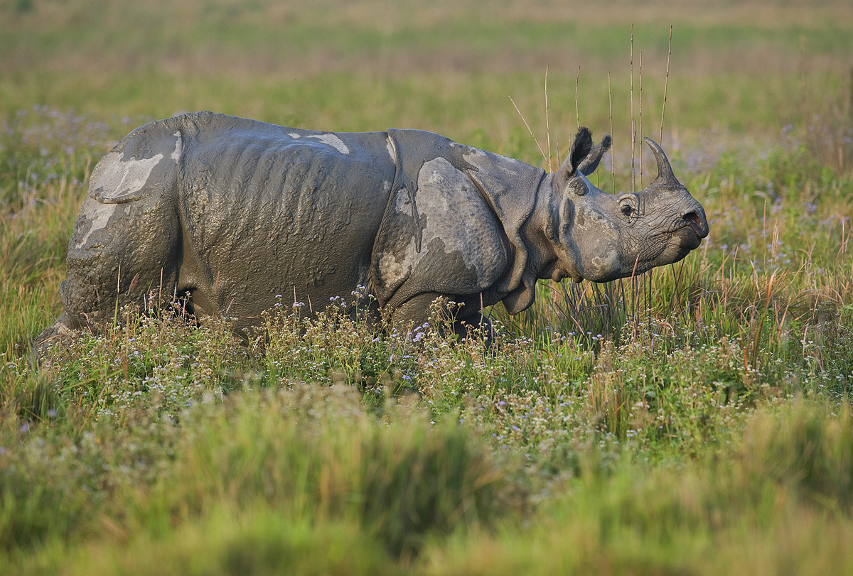 A Year in the Life of Kaziranga’s Rhinos