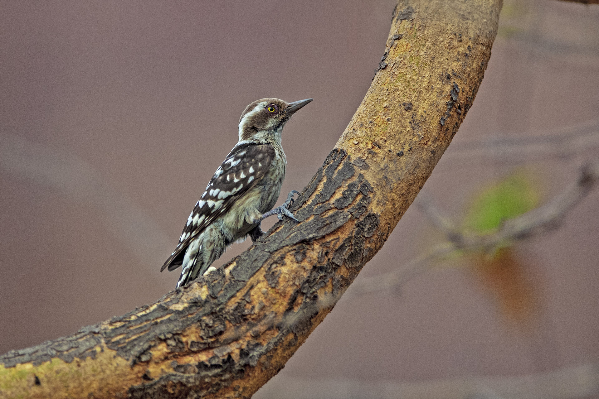 Knock on Wood: The Pygmy Woodpecker Makes an Appearance