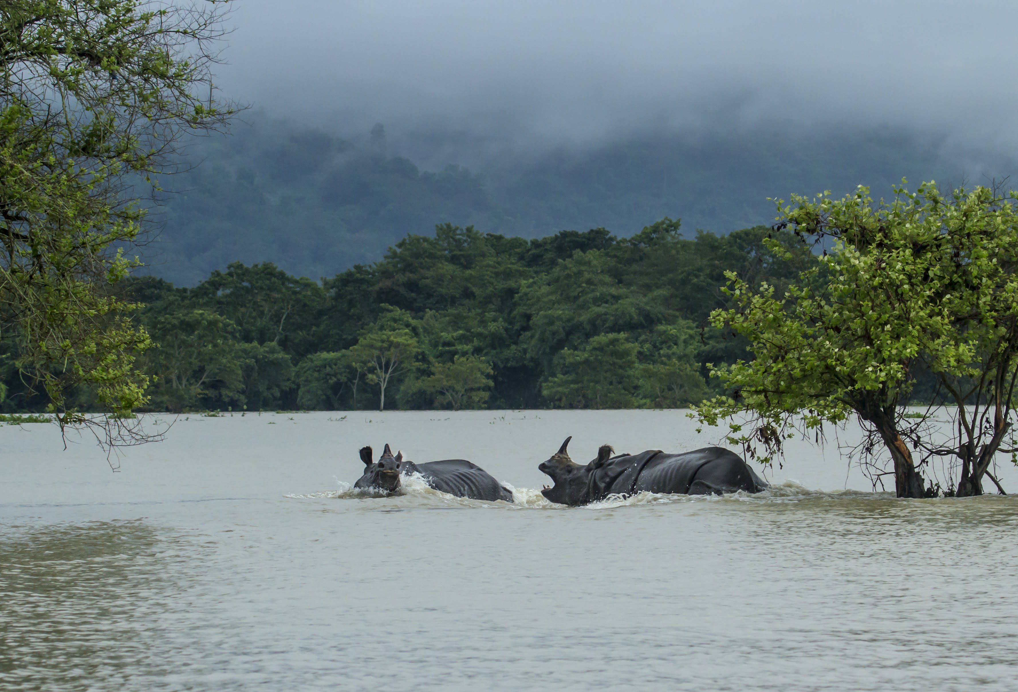 When the Big Flood Came to Kaziranga