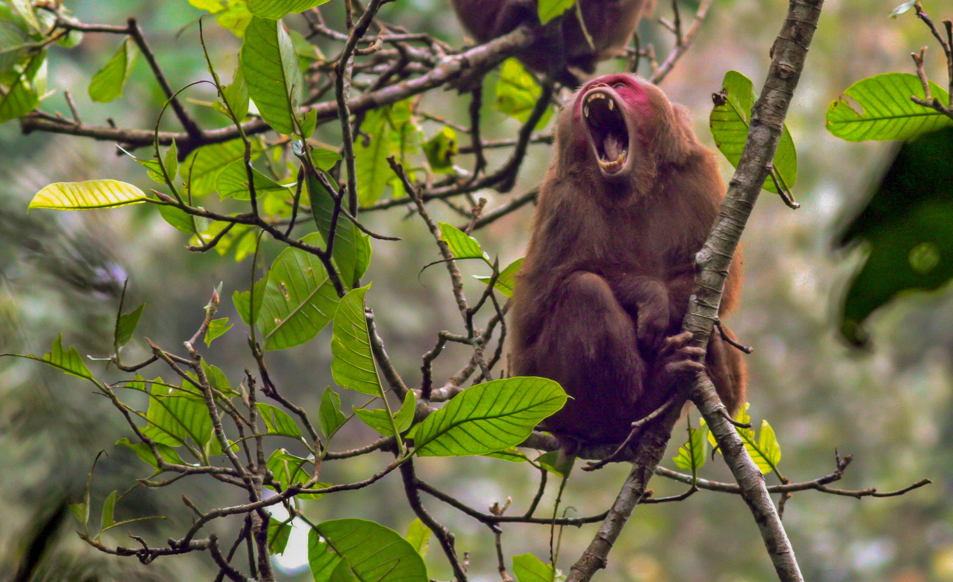Spotting a Mighty Troop of Stump-tailed Macaques