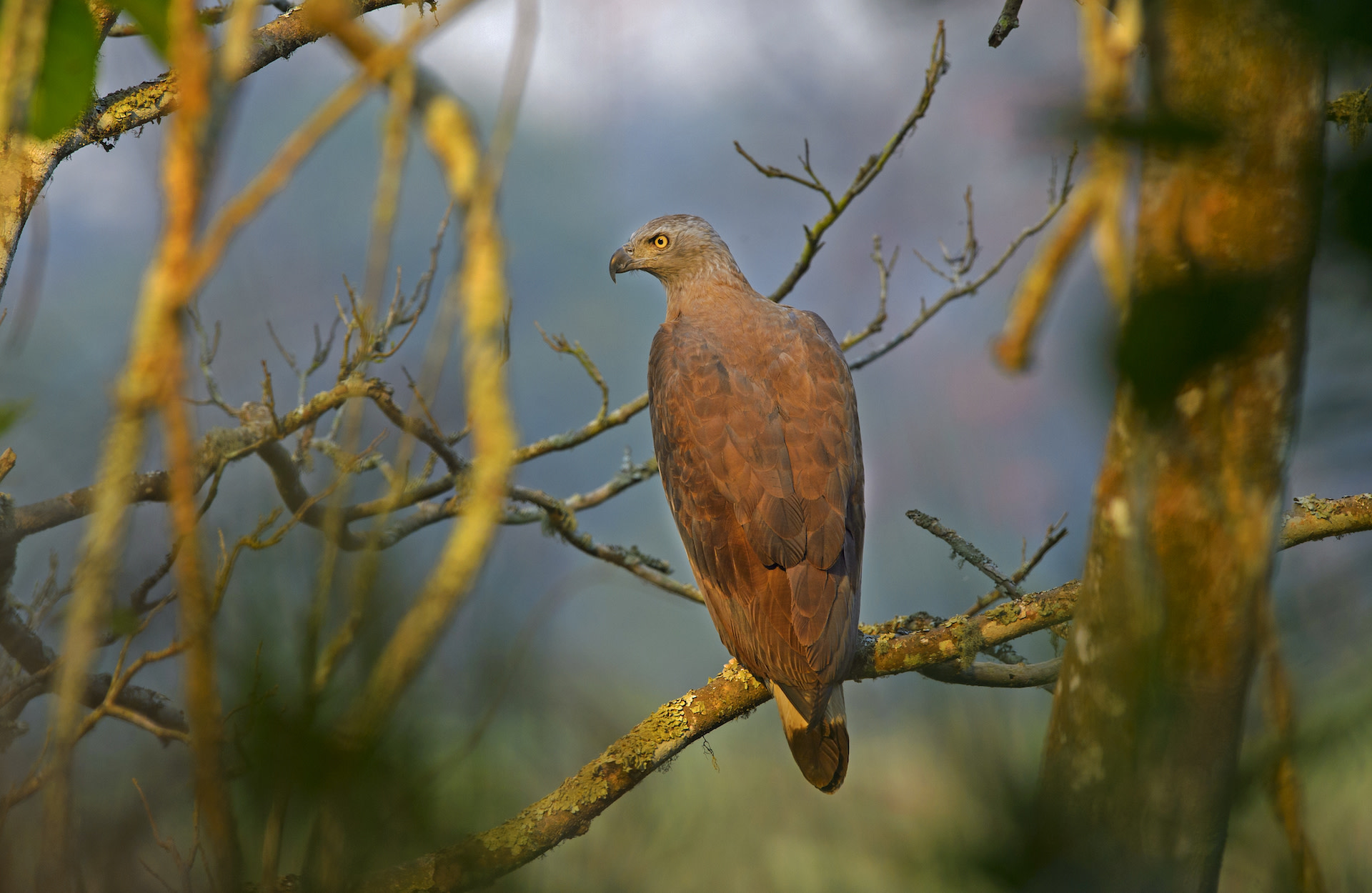 Hunter on the Beel: The Grey-headed Fish Eagle
