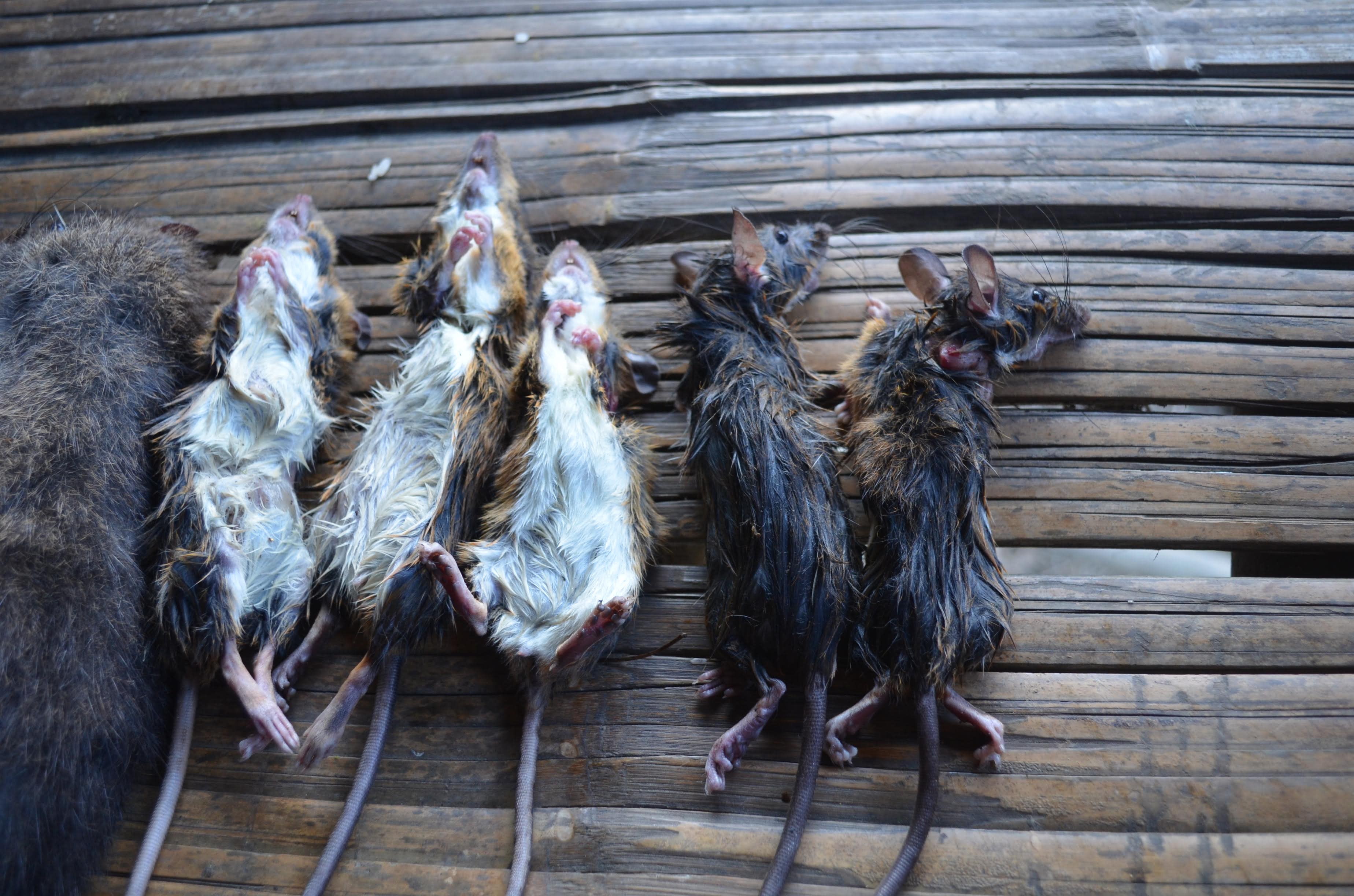 Rethinking Hunting in Northeast India