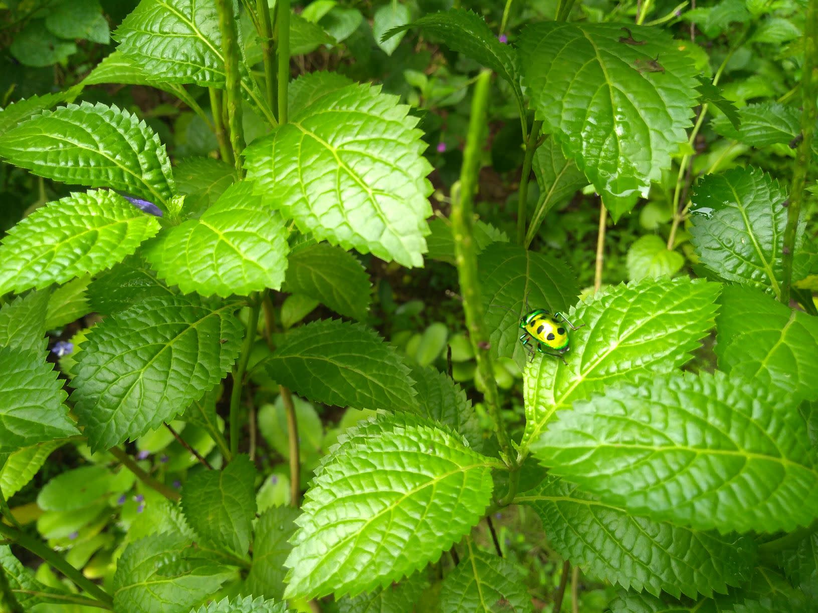 Monsoon Miracles in Navi Mumbai’s Green Valley Park