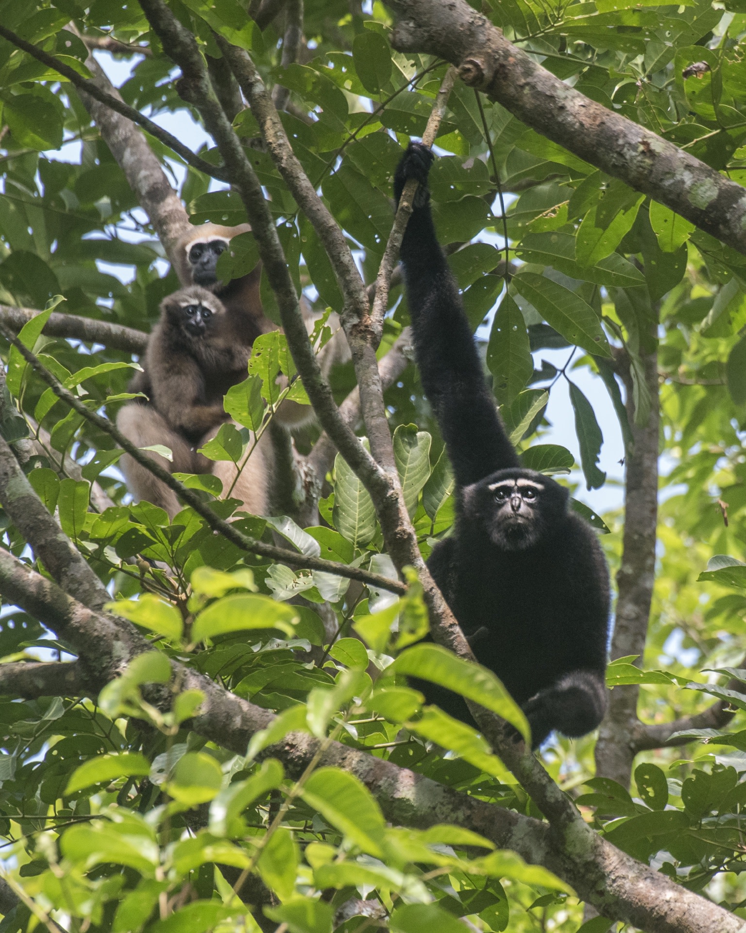 hoolock gibbon