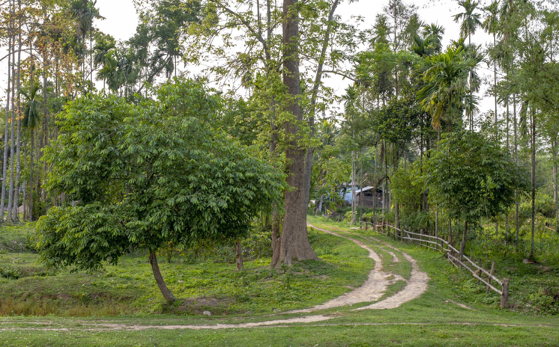 Life in Lakhipur, on the Fringe of the Forest