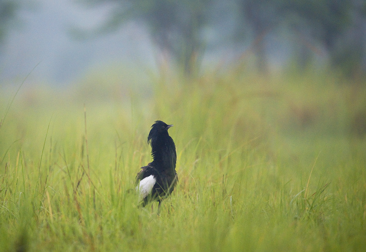 How the Bengal Florican Charms Its Mate