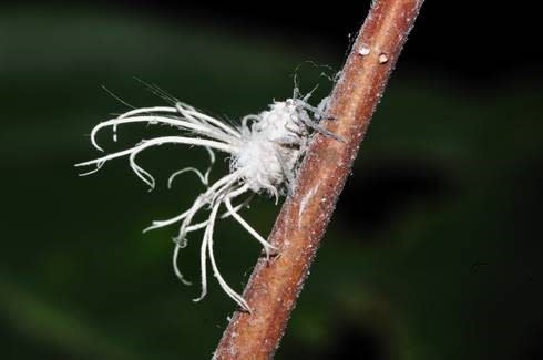 planthopper