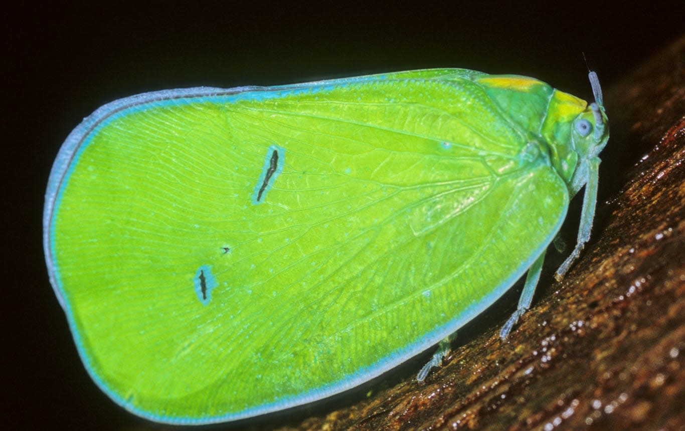 Flying Solo with a Planthopper in Agumbe