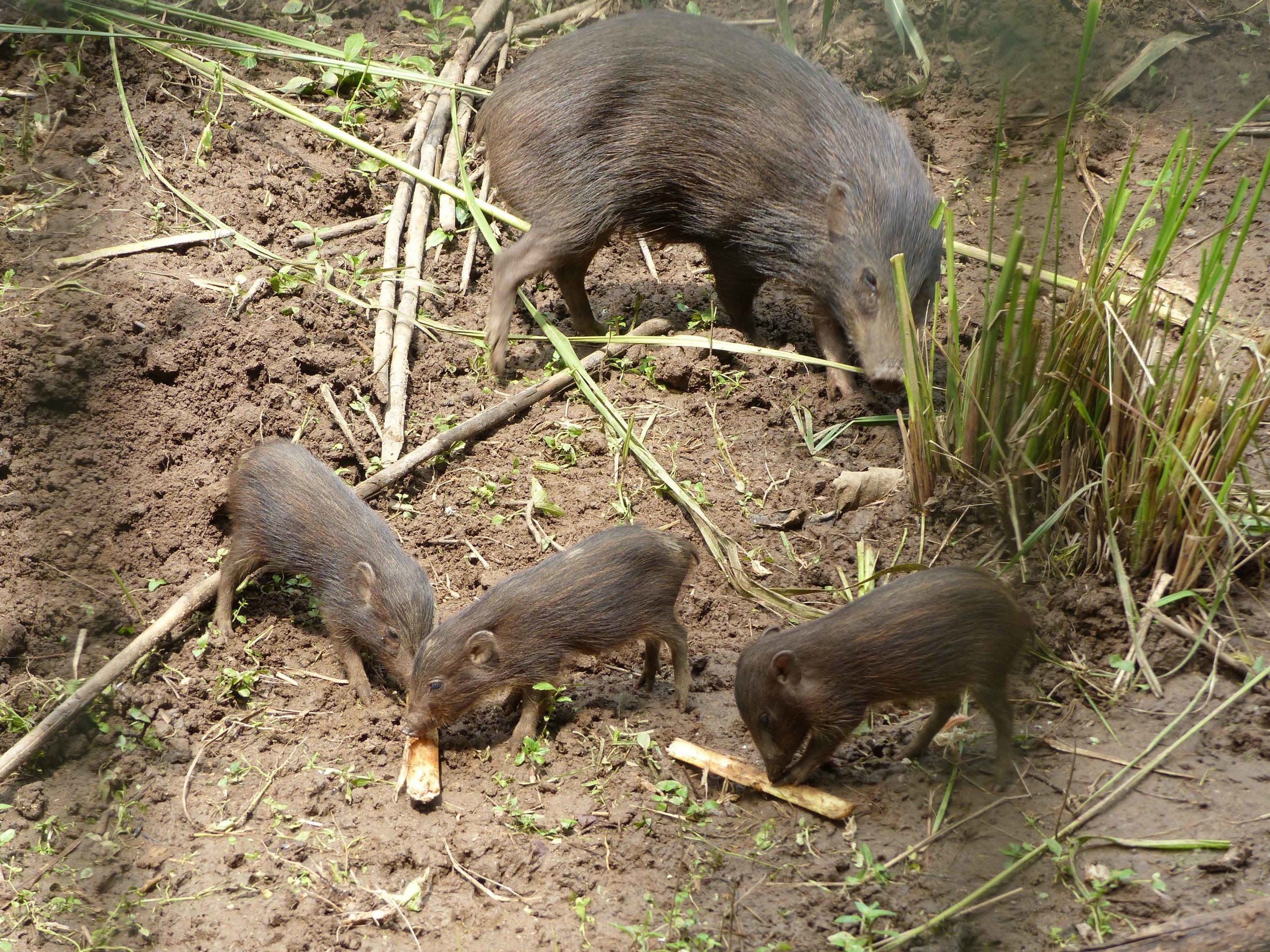 Pygmy hog: Back from the Brink