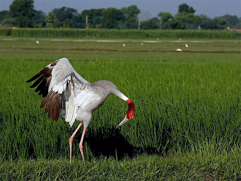 The Guest in My Paddy Field: The Return of the Sarus Crane