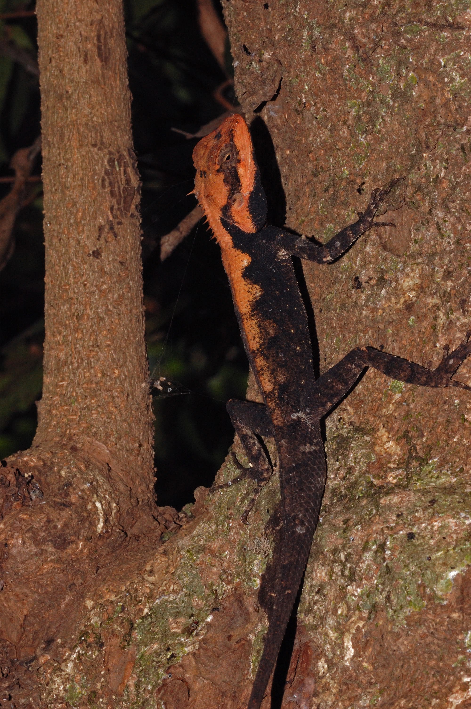 Chronicles of the Forest Calotes