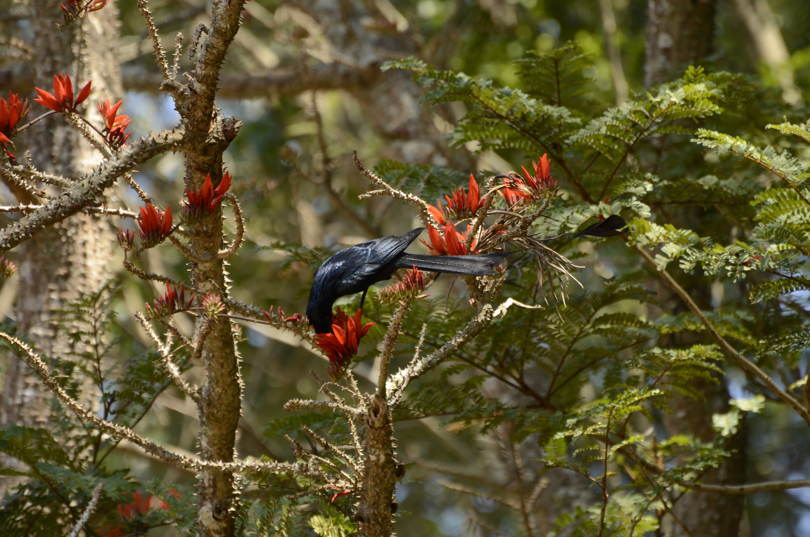 Antics and Ambush of the Greater Racket-Tailed Drongo