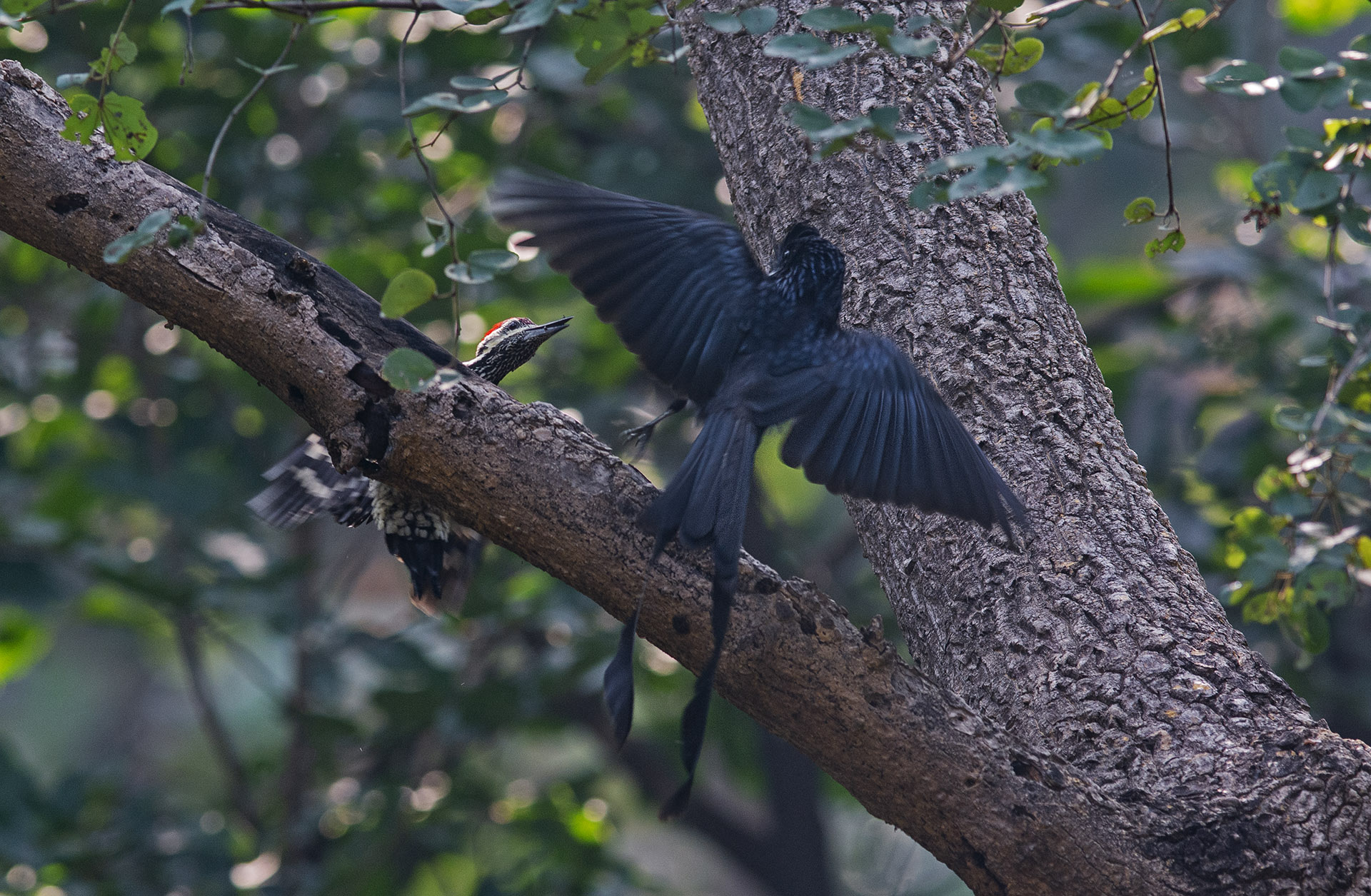 Antics and Ambush of the Greater Racket-Tailed Drongo