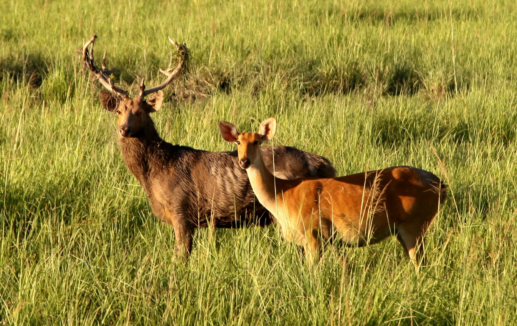 Securing the Future of the Eastern Swamp Deer in Assam