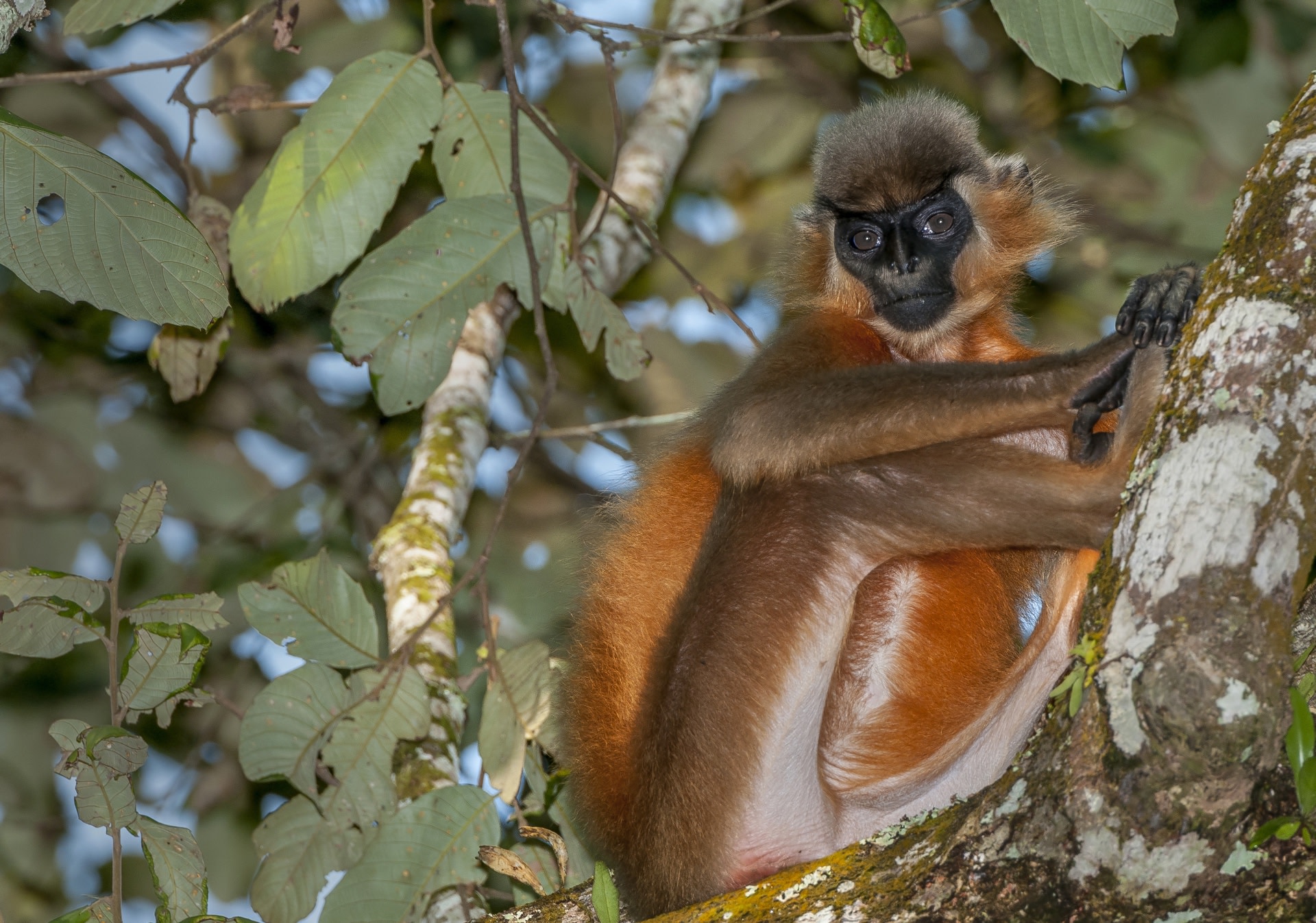 The Monkey with a Beanie: The Capped Langurs of Hollongapar