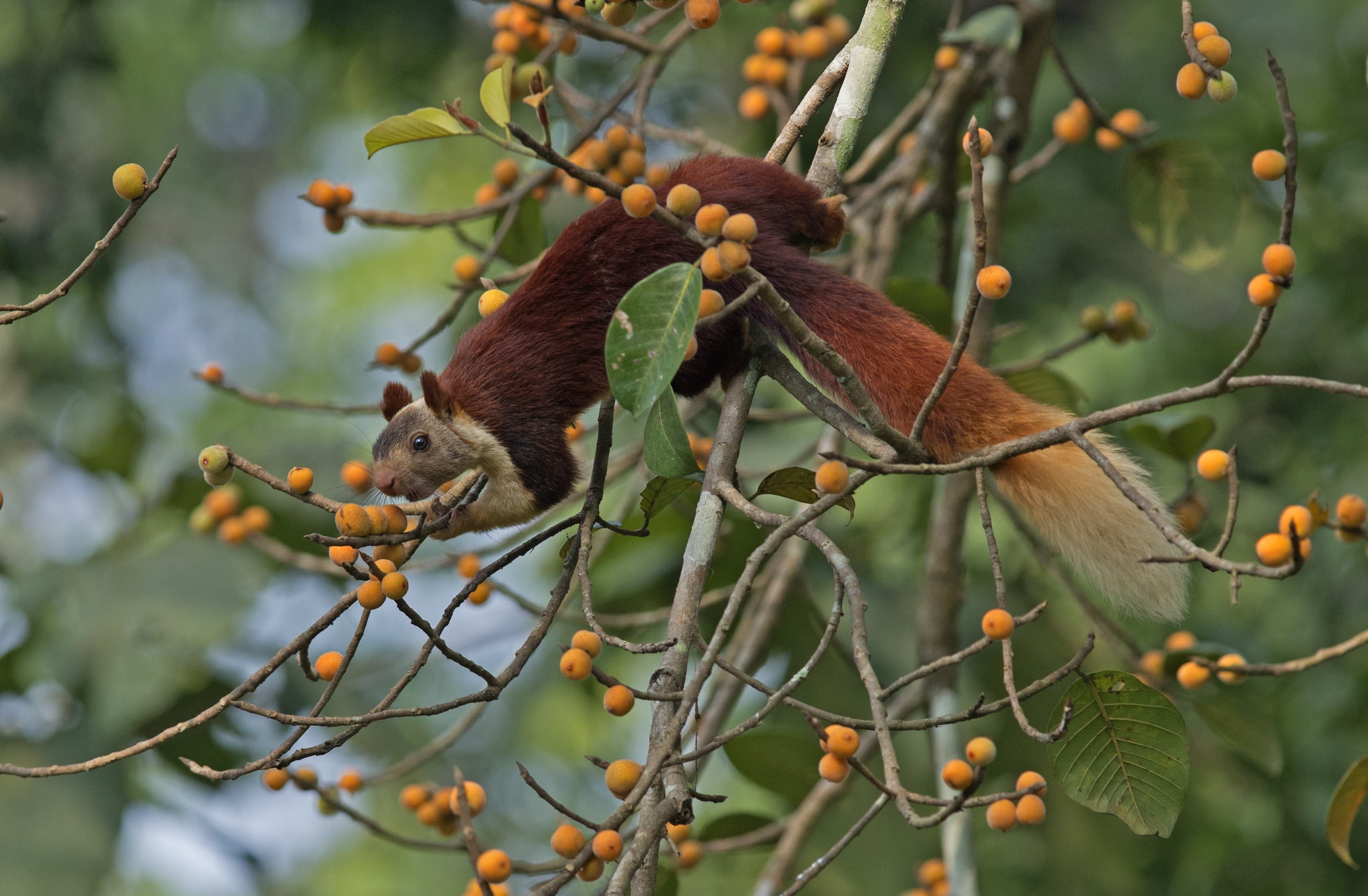 Jungle Theatrics: Along the Sitanadi at Someshwara Wildlife Sanctuary