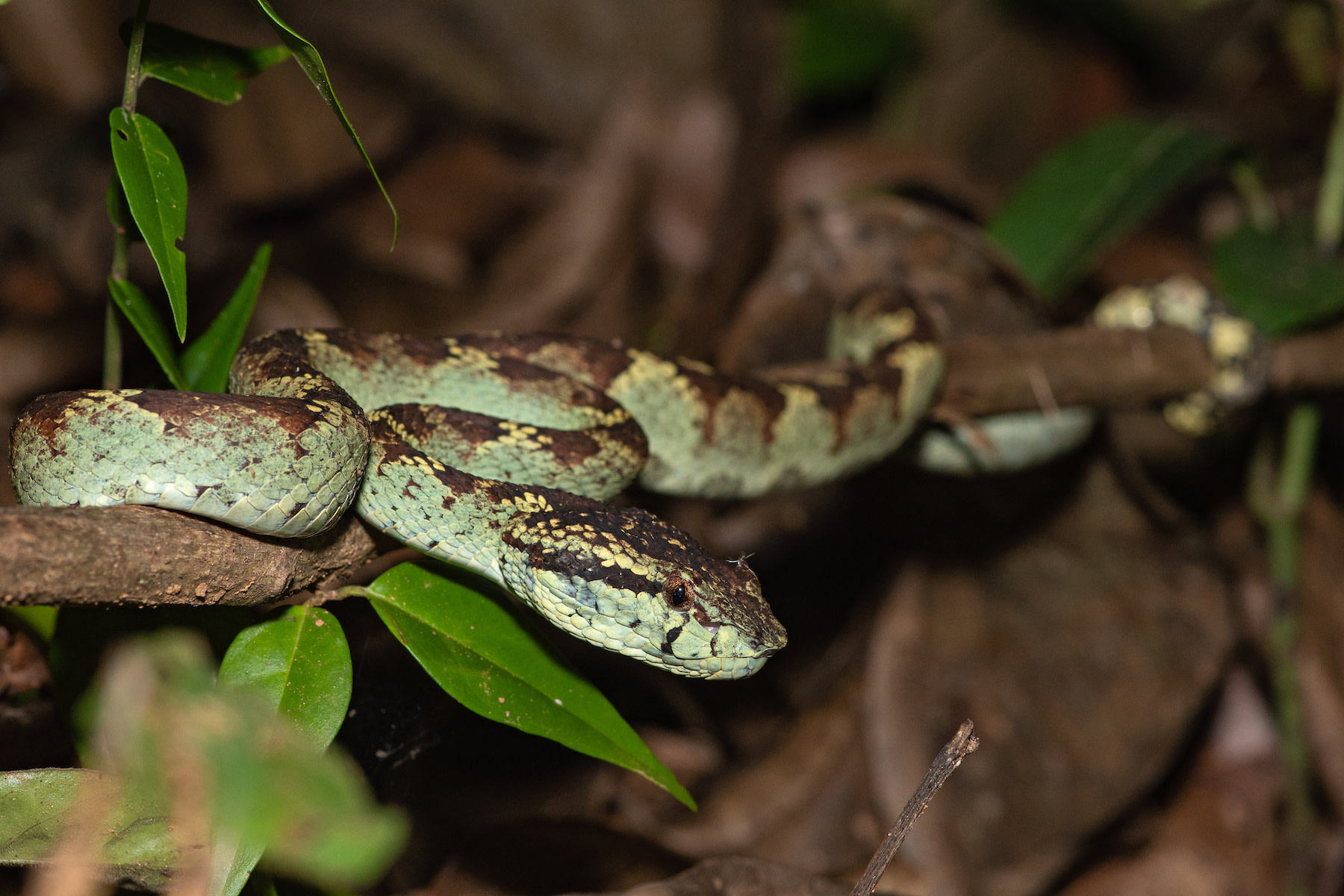 Secret Serpent: The Life and Times of the Malabar Pit Viper