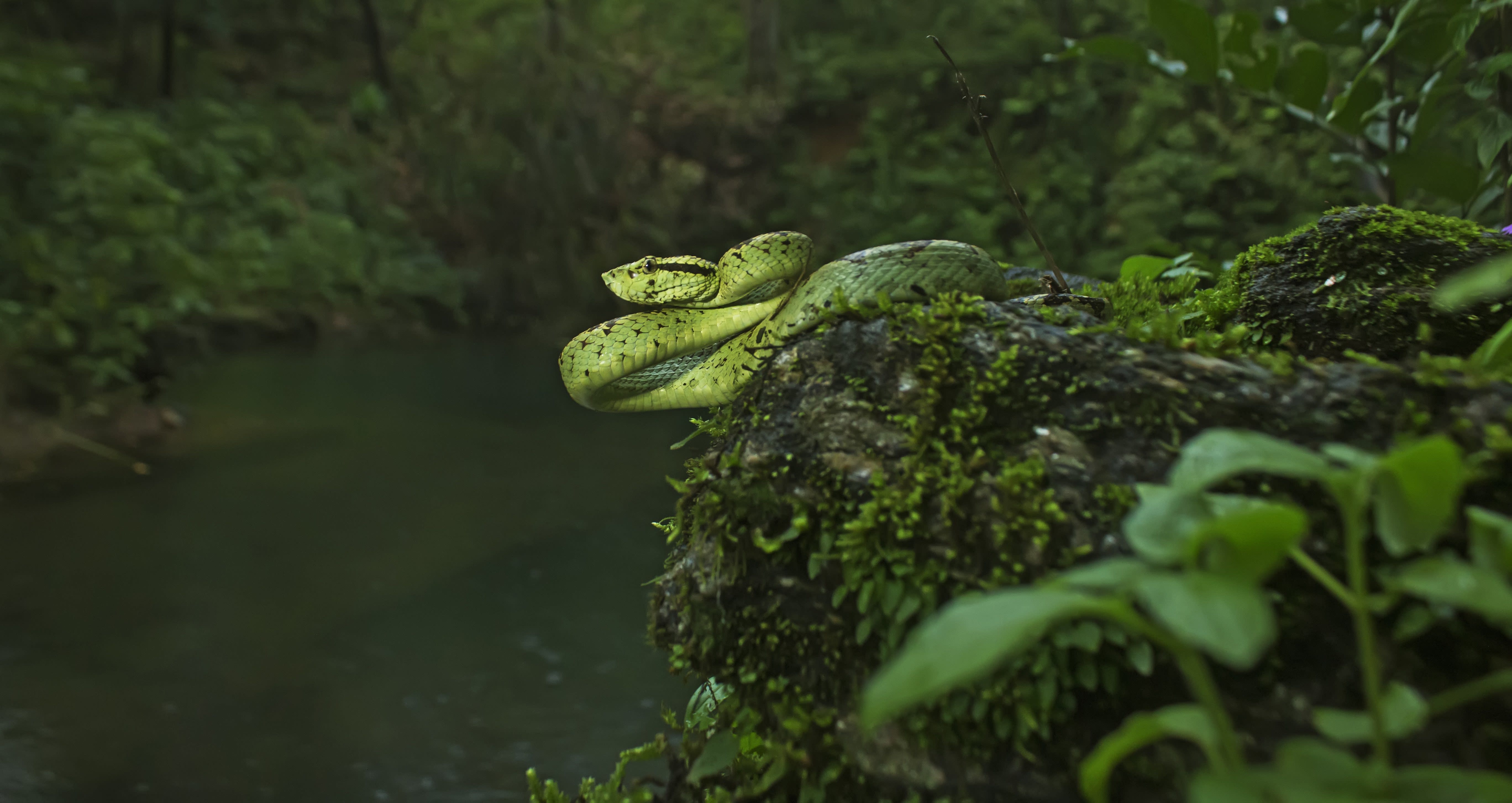 Secret Serpent: The Life and Times of the Malabar Pit Viper