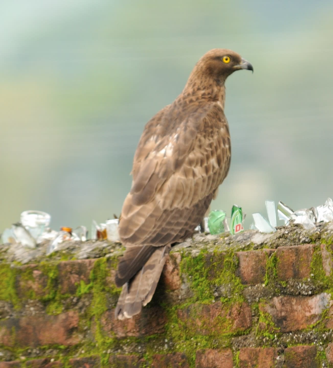 In my Backyard: The Oriental Honey-buzzard