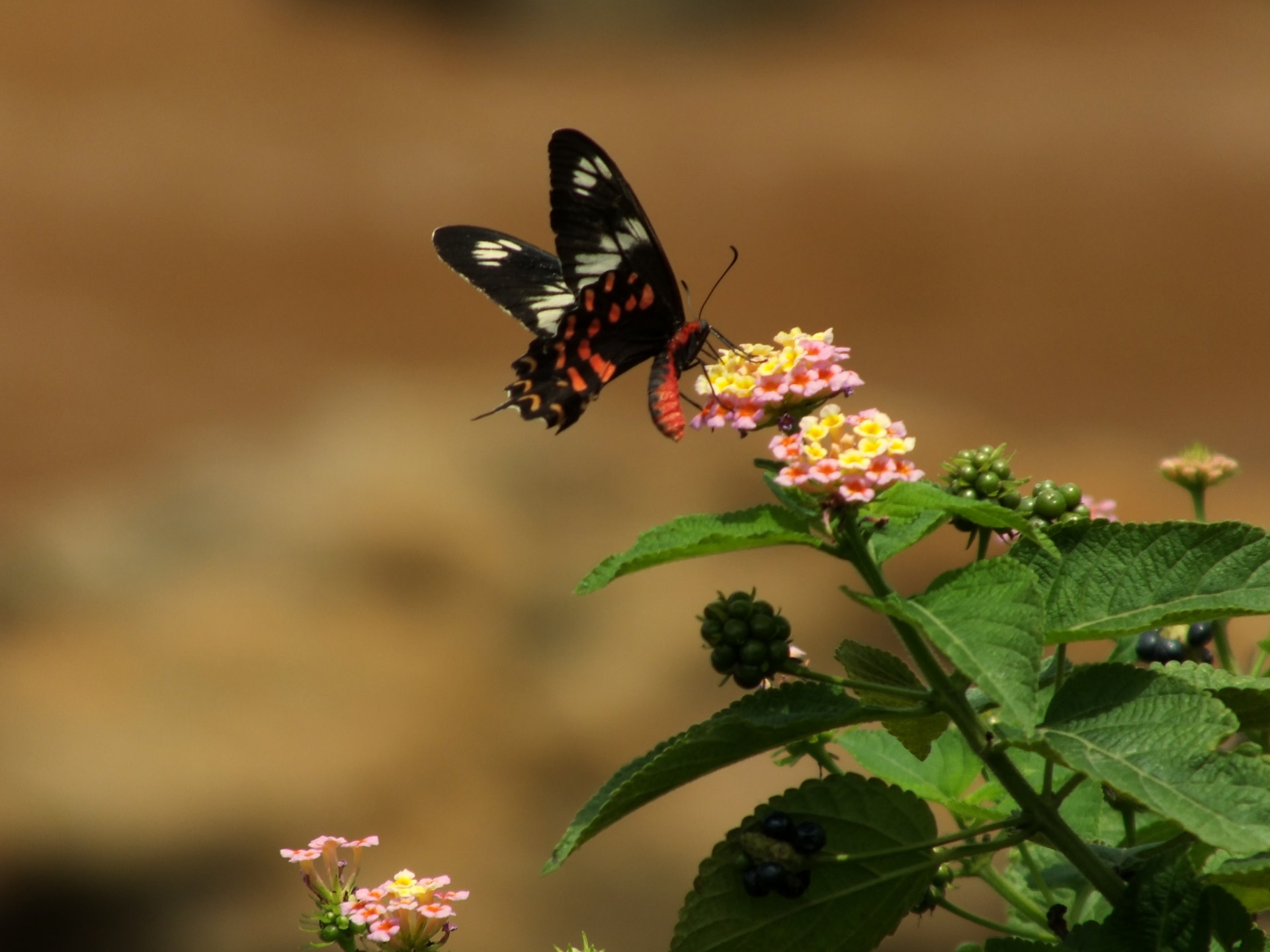 Out of Place: Invasive Species in the Western Ghats