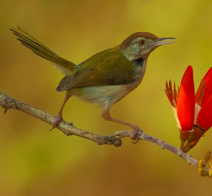 The Common Tailorbird Stitches its Magic