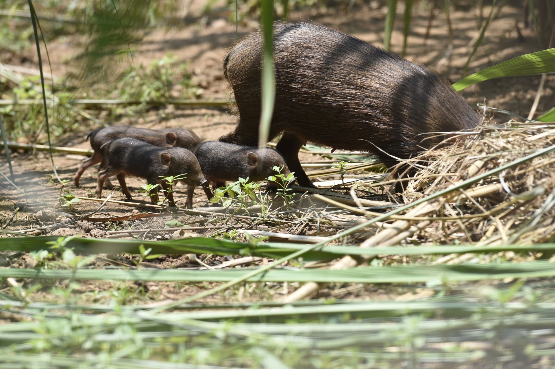 Meet the Pygmy Hog, the Rarest Pig in the World
