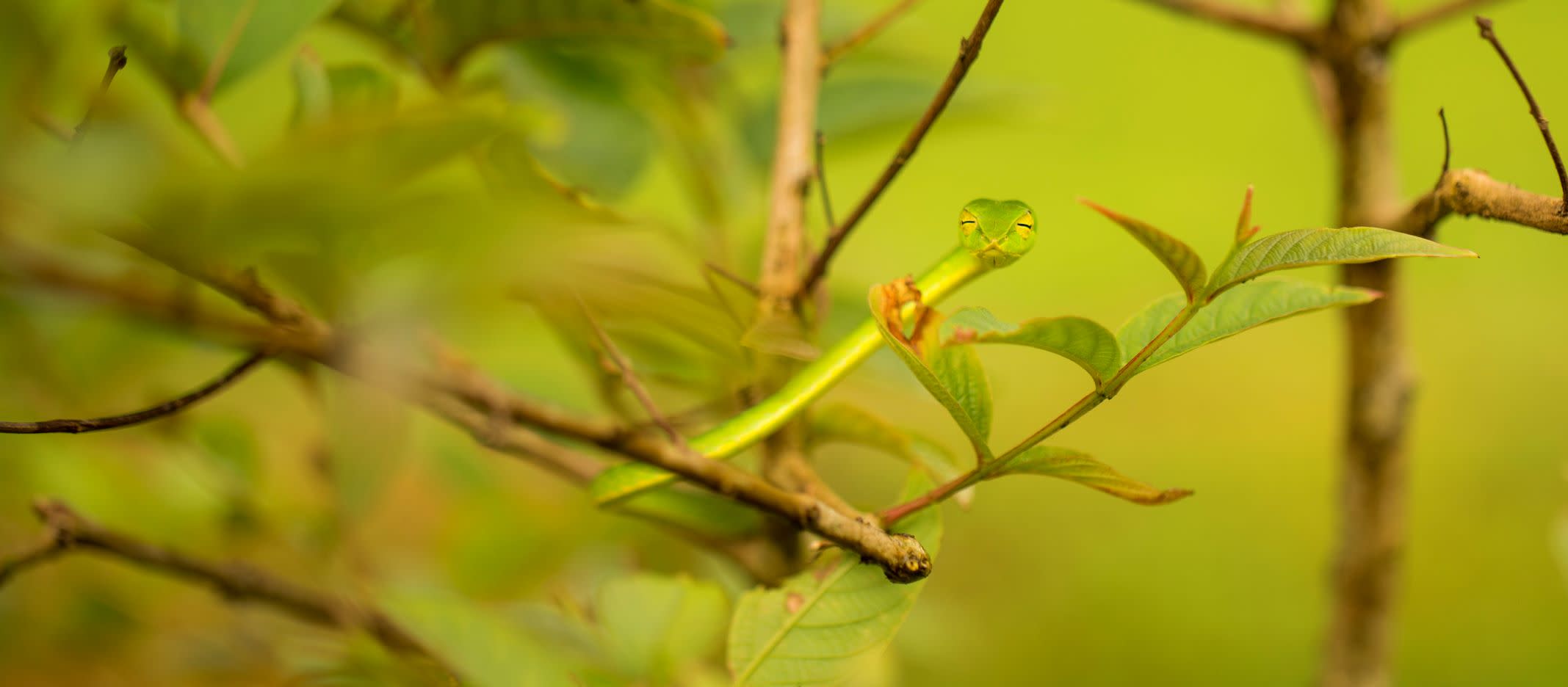 Leaf Masquerade of the Vine Snake