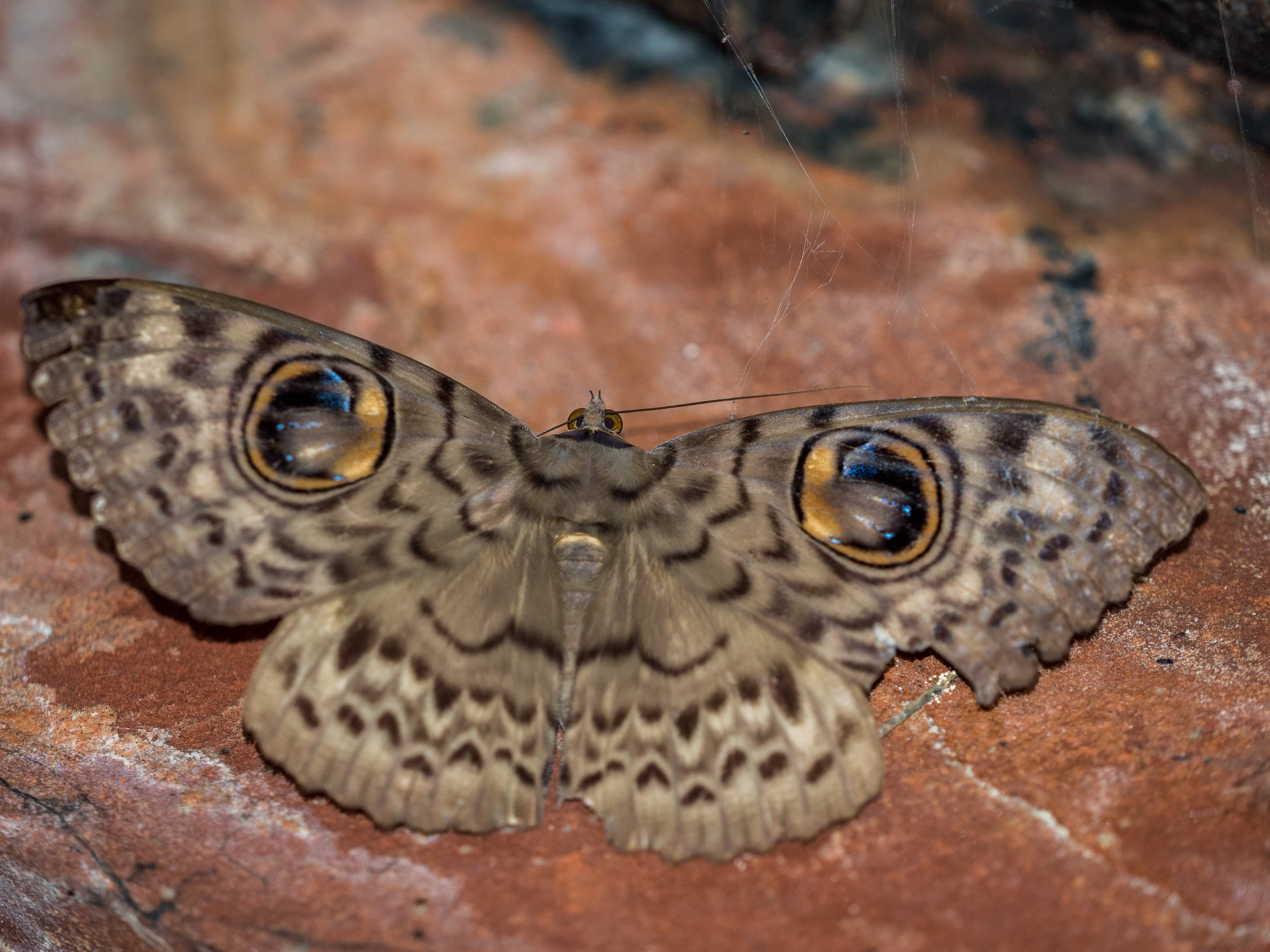 Shine a Light: A Saturday Night Moth Party in Delhi