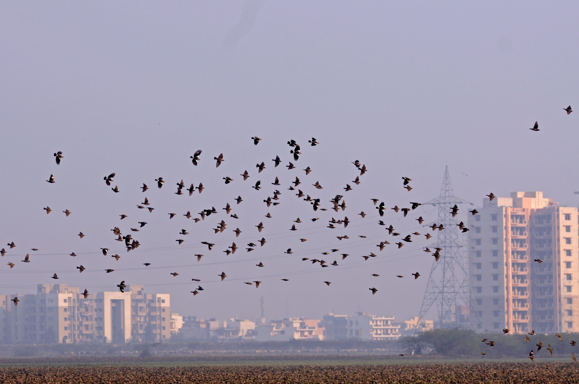 Basai Wetlands Thrive Just a Short Hop From Gurugram’s Glitzy Malls