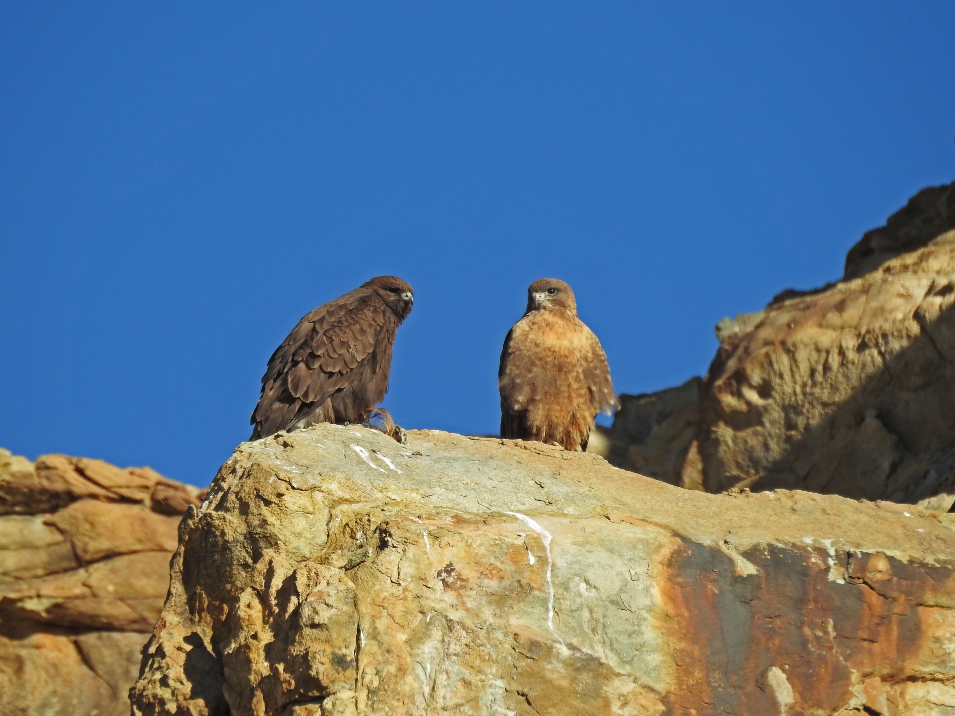 In Fine Feather: Spotting Birds in Ladakh