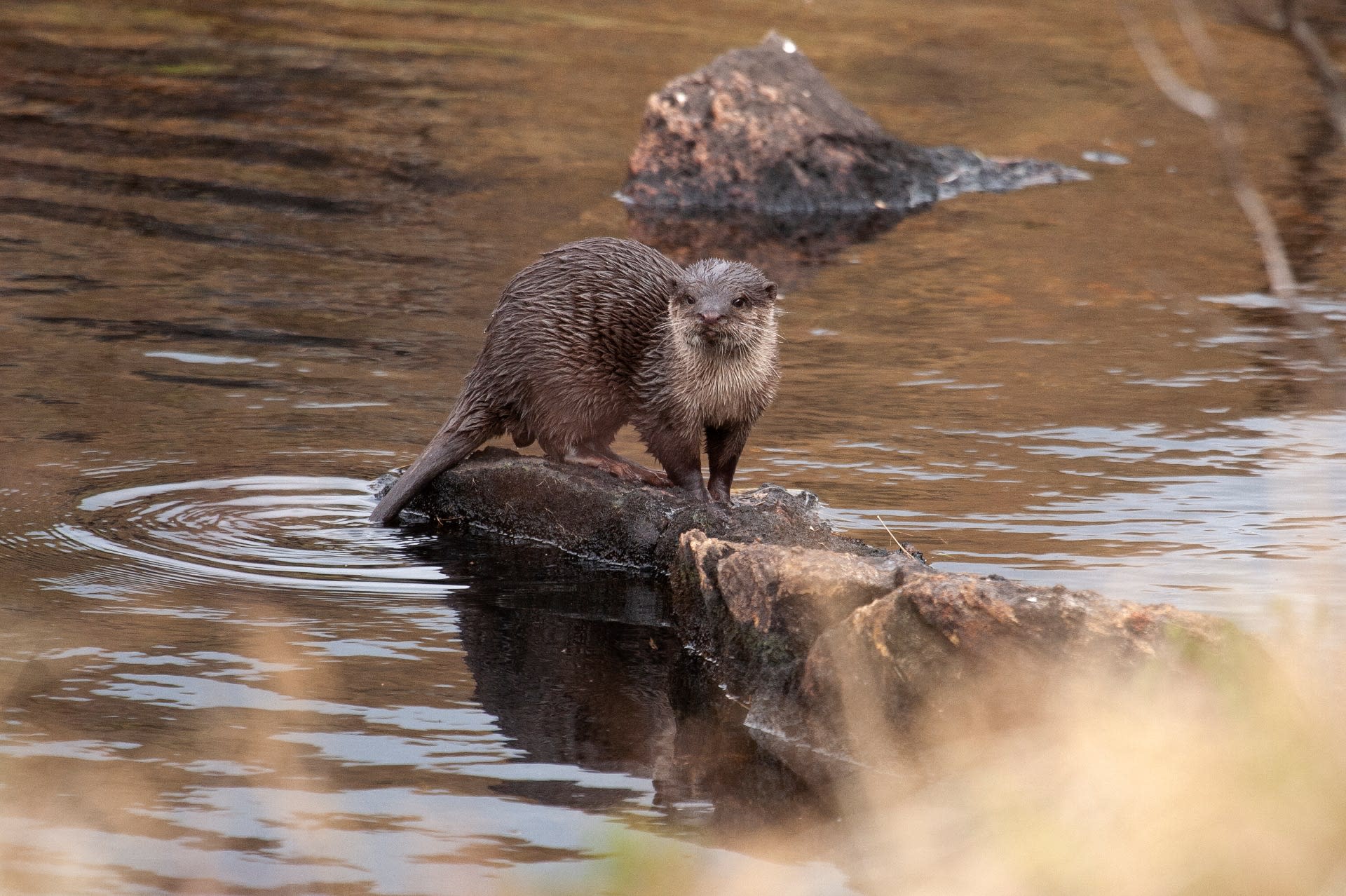 Small-clawed Otter: The Secret Surprise by the Stream
