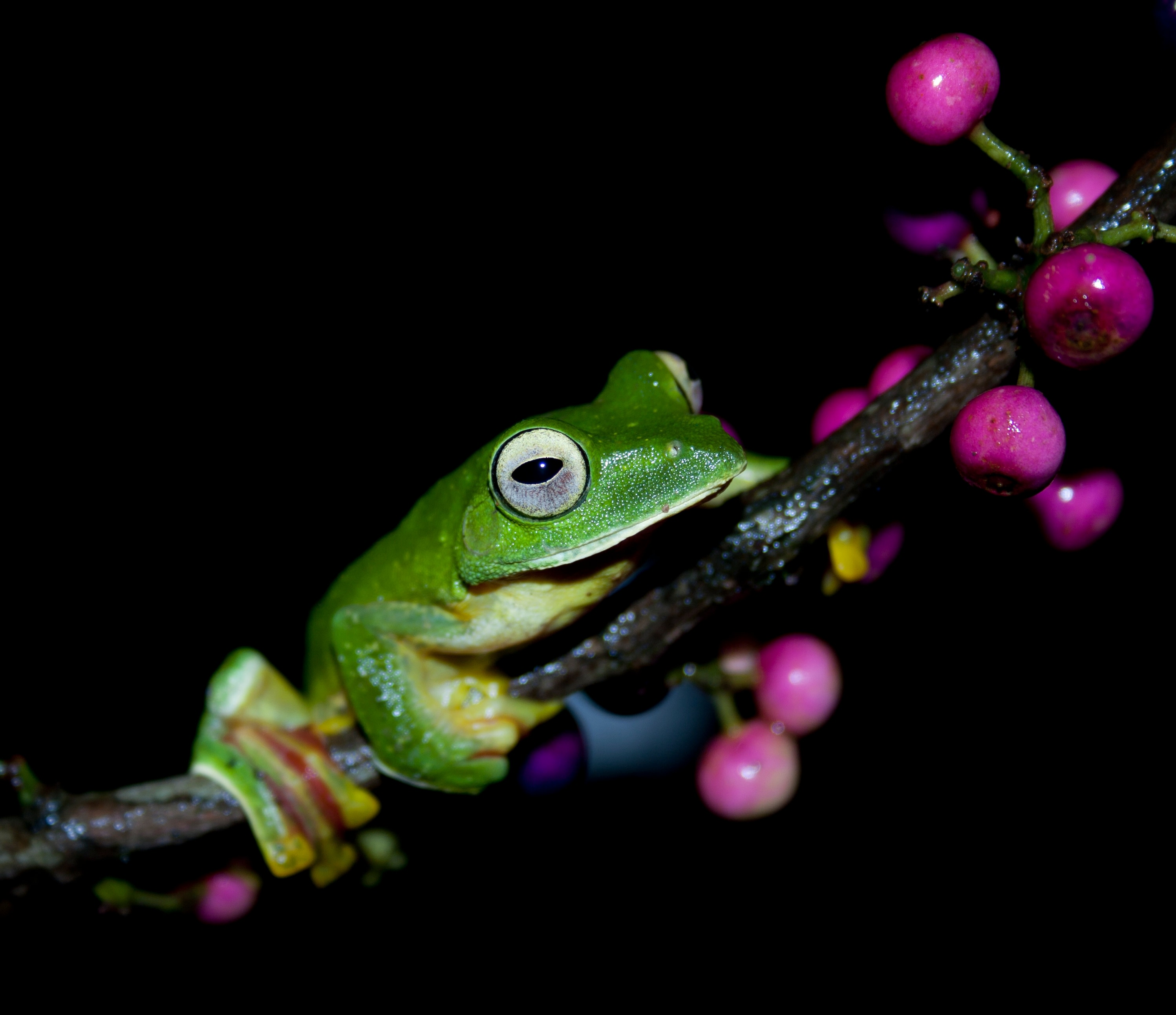 Leaps and Bounds: The Fascinating Frog World of Agumbe
