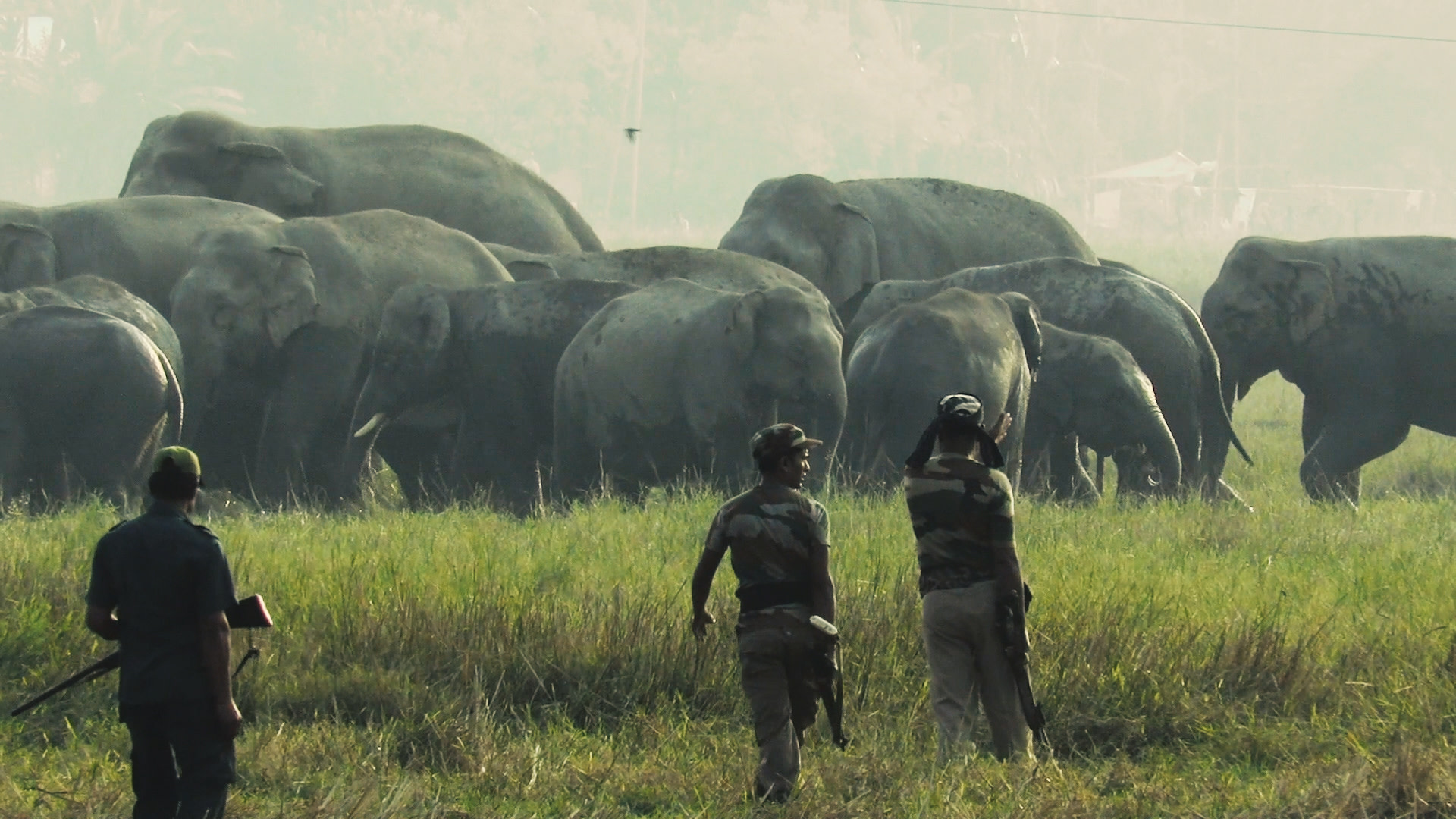 Living with Elephants