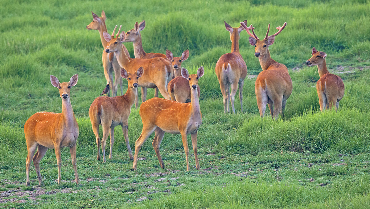 Graze Anatomy: The Elegant Swamp Deer and its Grassland Home
