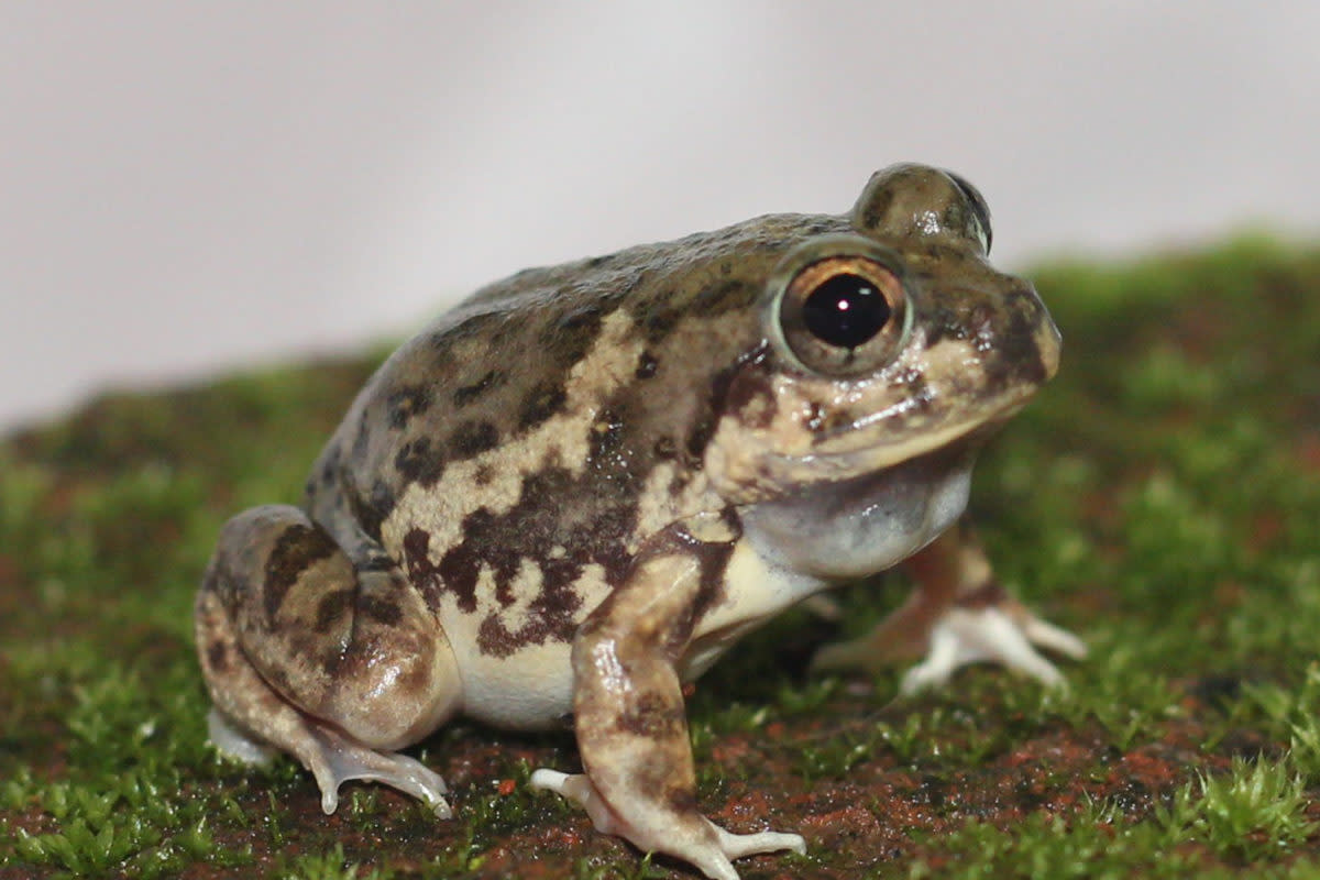 Magadha Burrowing Frog: Resident of Farms