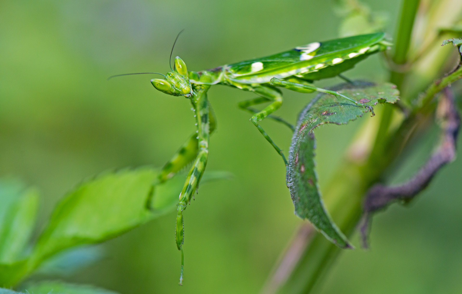 A Sight to Behold: Bending the Rules of Biology