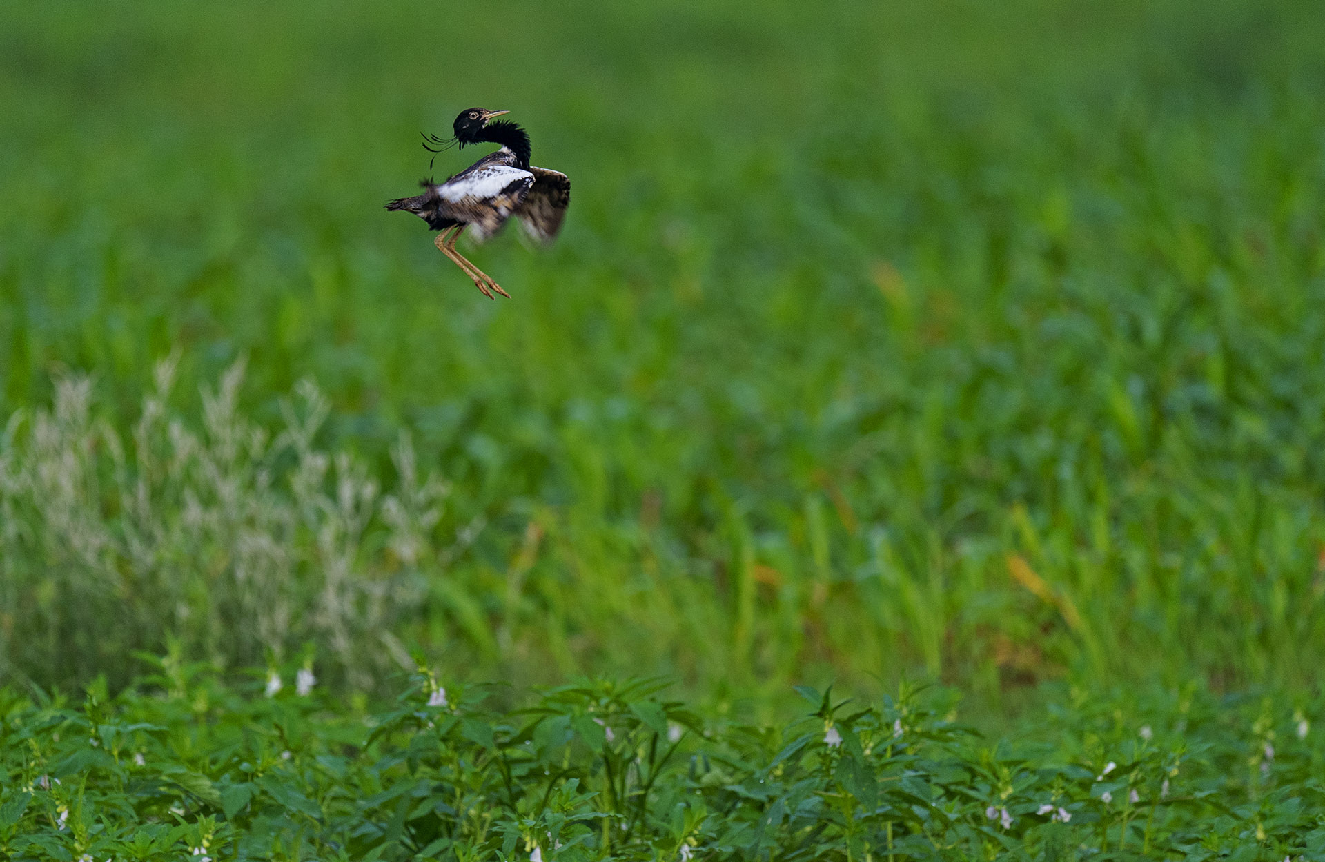 Is the Lesser Florican Jumping to Extinction?