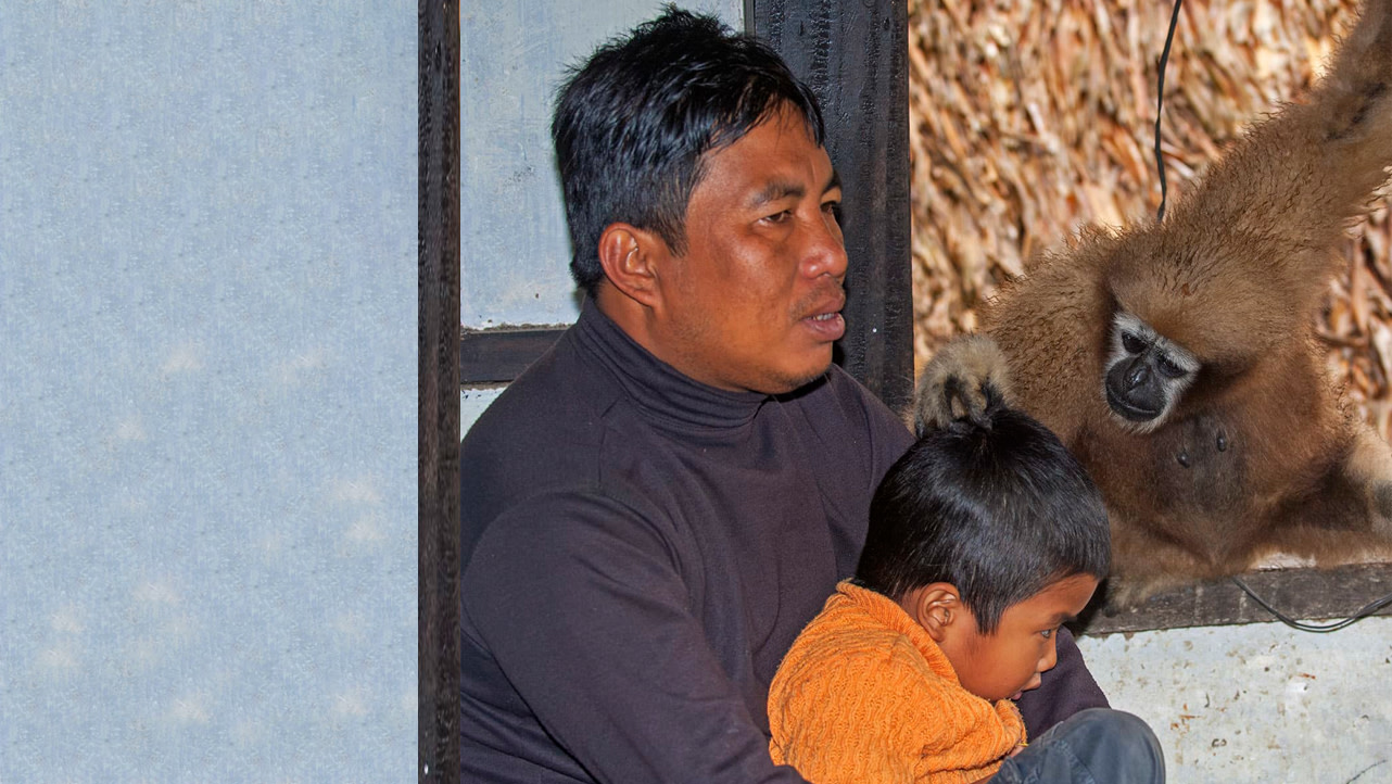 Man and Wild: The Complicated Coexistence of Humans and Hoolock Gibbons in Assam