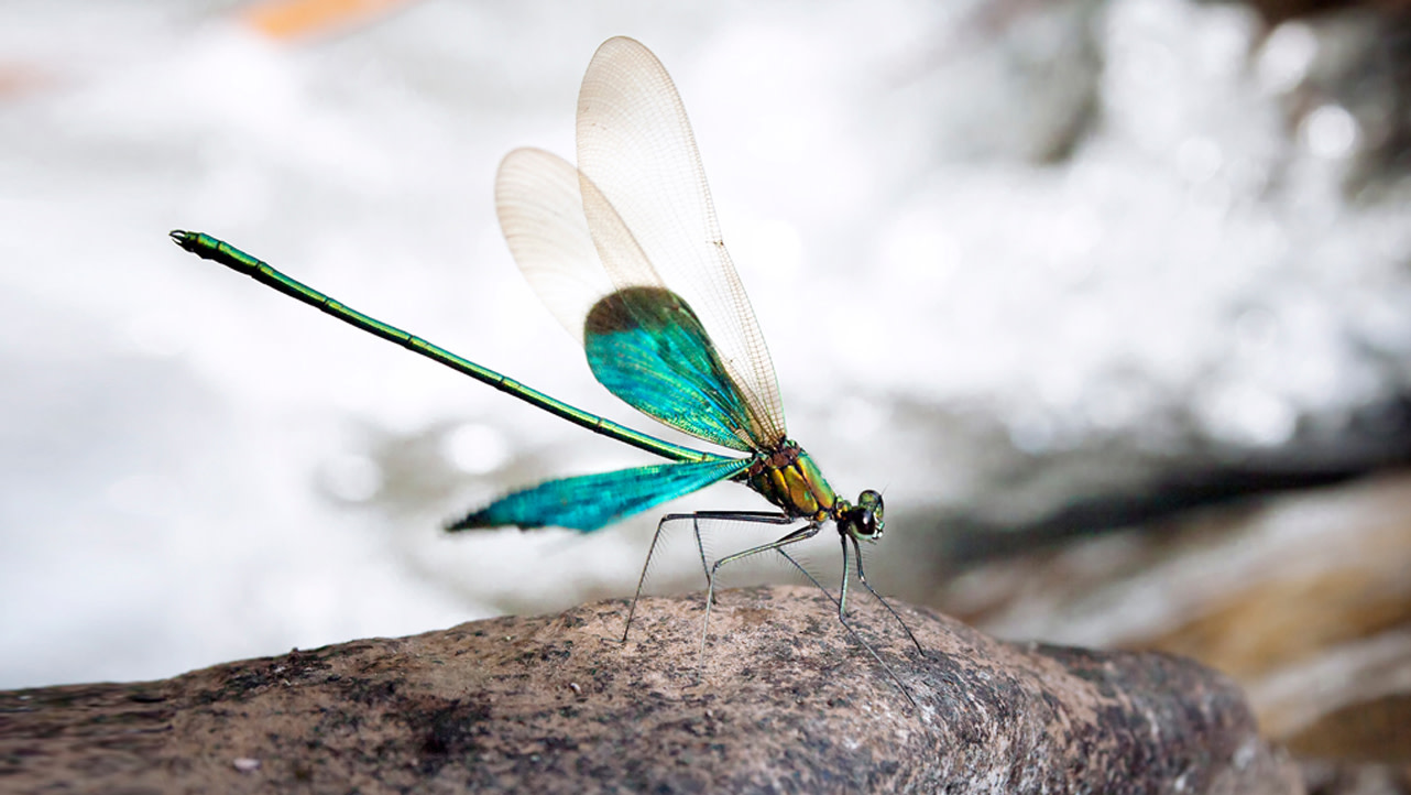 Gossamer Wings: Damselflies and Dragonflies of the Western Ghats