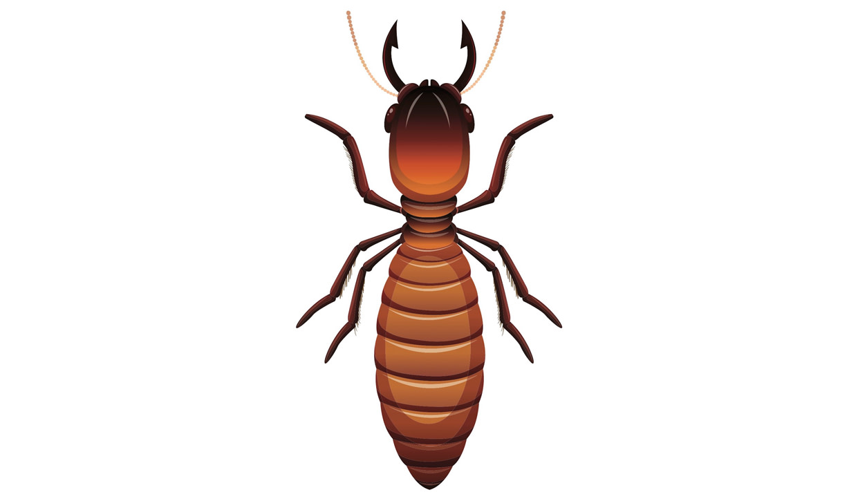 Termites: Bane of Our Existence, or Beacon for the Future?