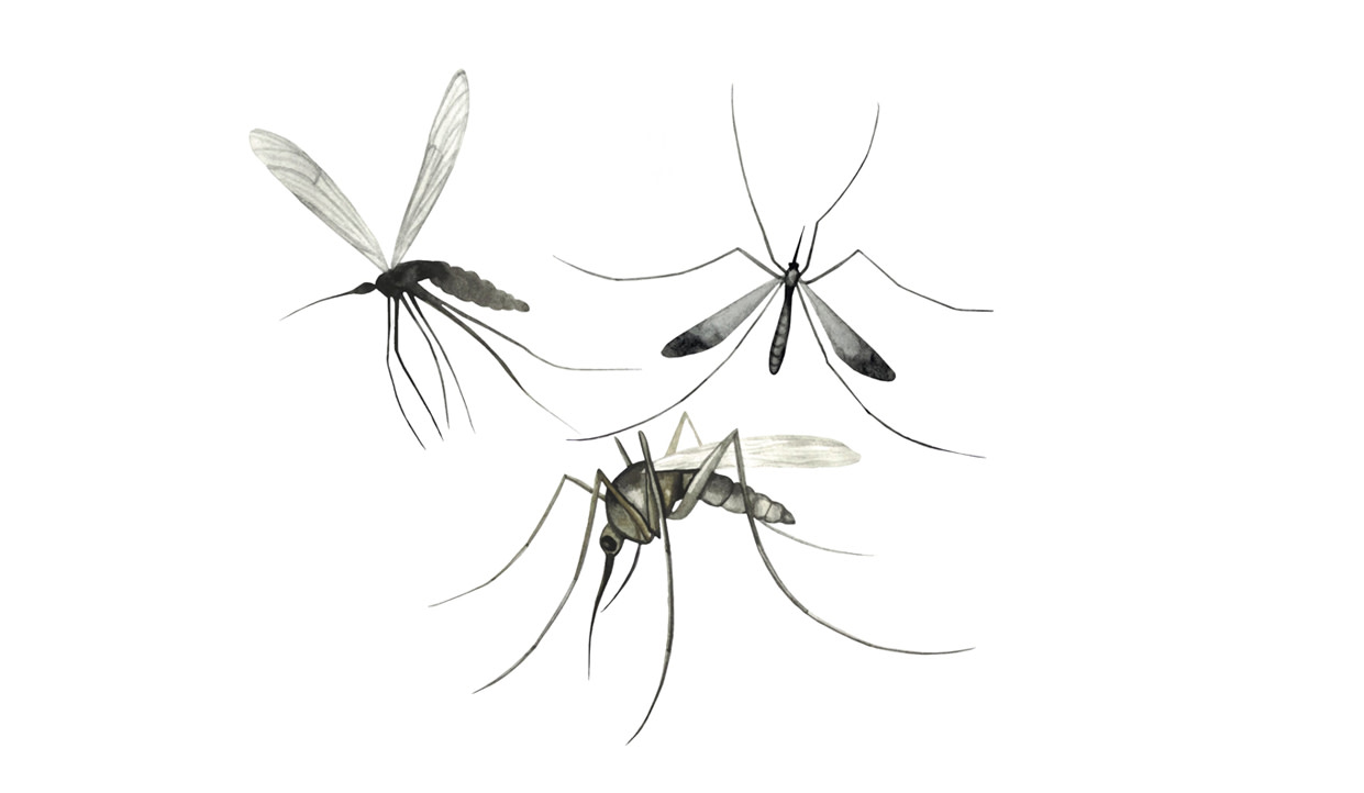 Mosquitoes: Queen of Pests or Evolutionary Genius?