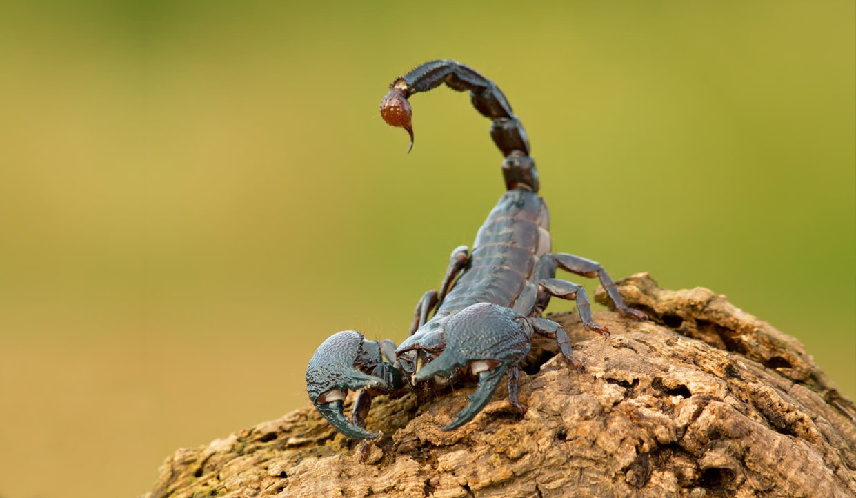 The Curious Case of the Scorpion in the Night-time