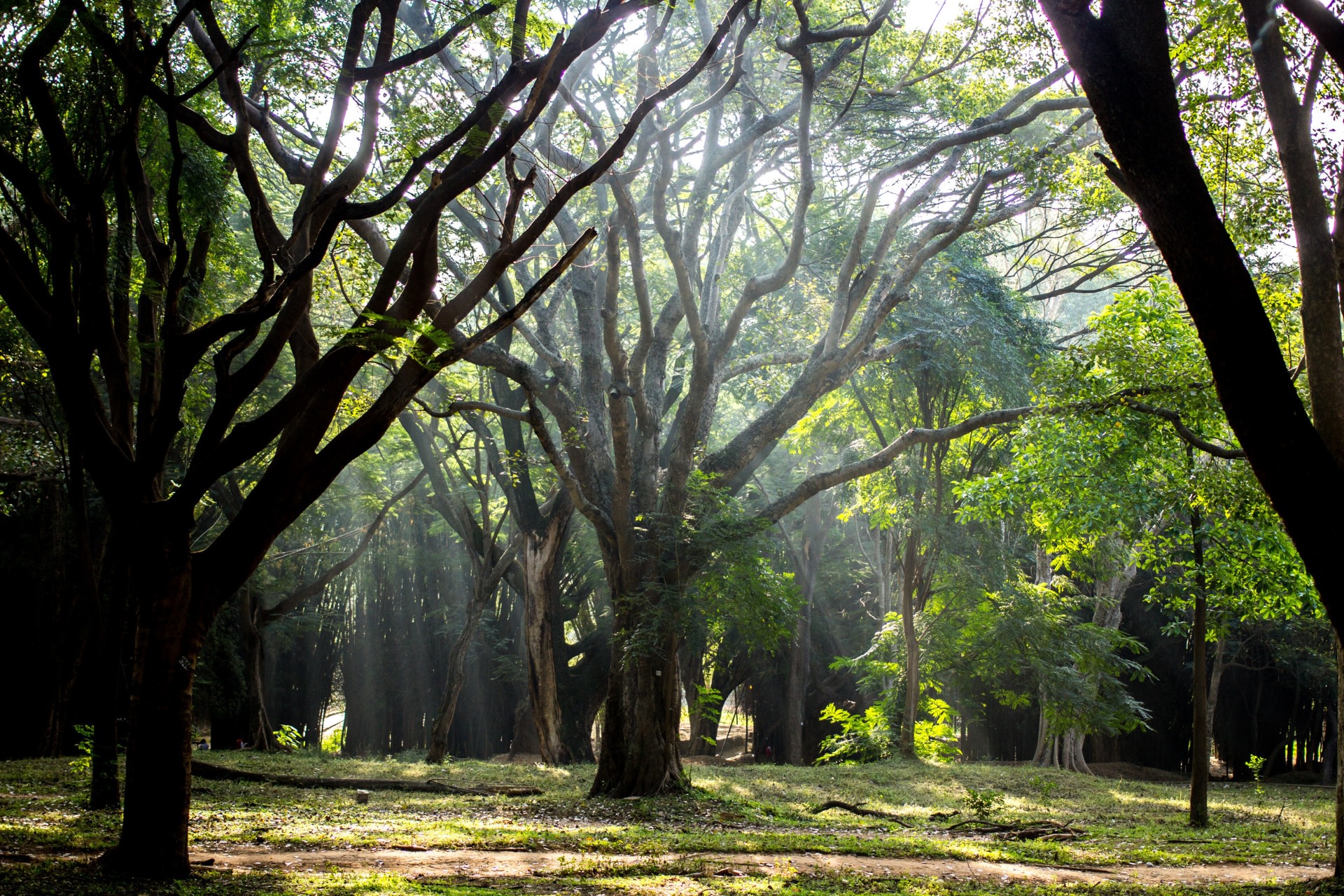 Cubbon Park: The Lungs of Central Bengaluru