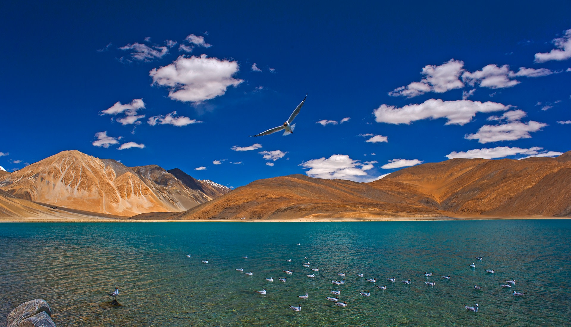 The Guide: Changthang Wildlife Sanctuary