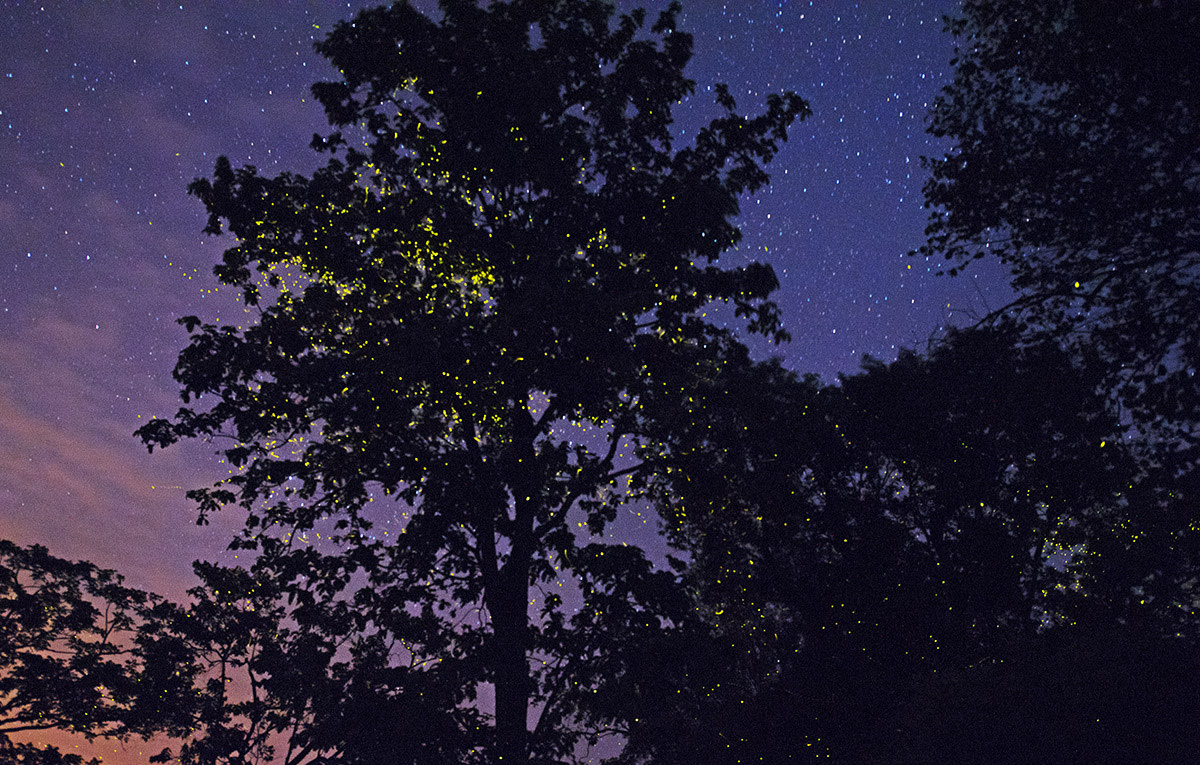 Why Do Fireflies Glow?