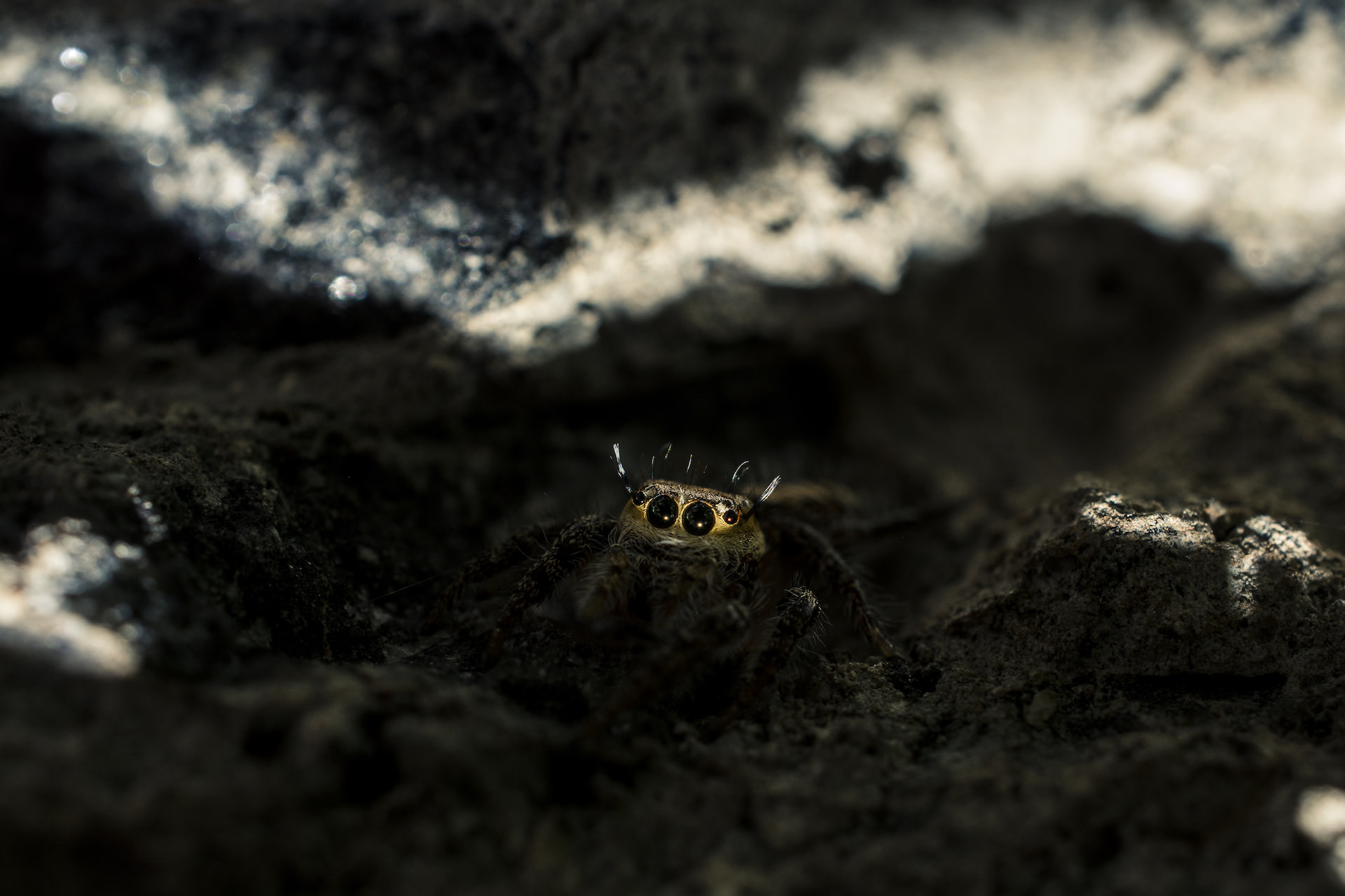 Leap of Faith: The Magical World of Jumping Spiders